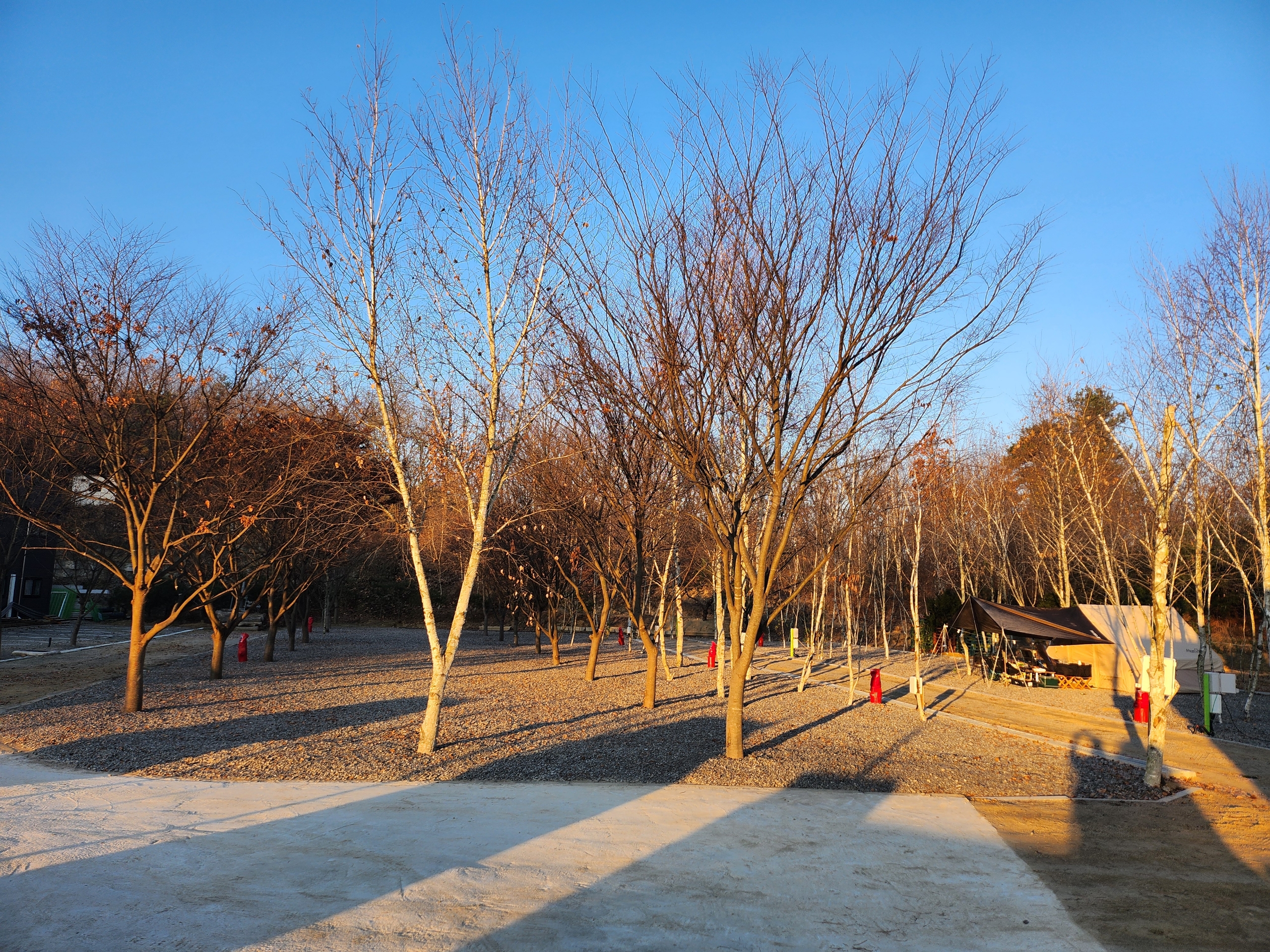 나무와 쉬리 이미지