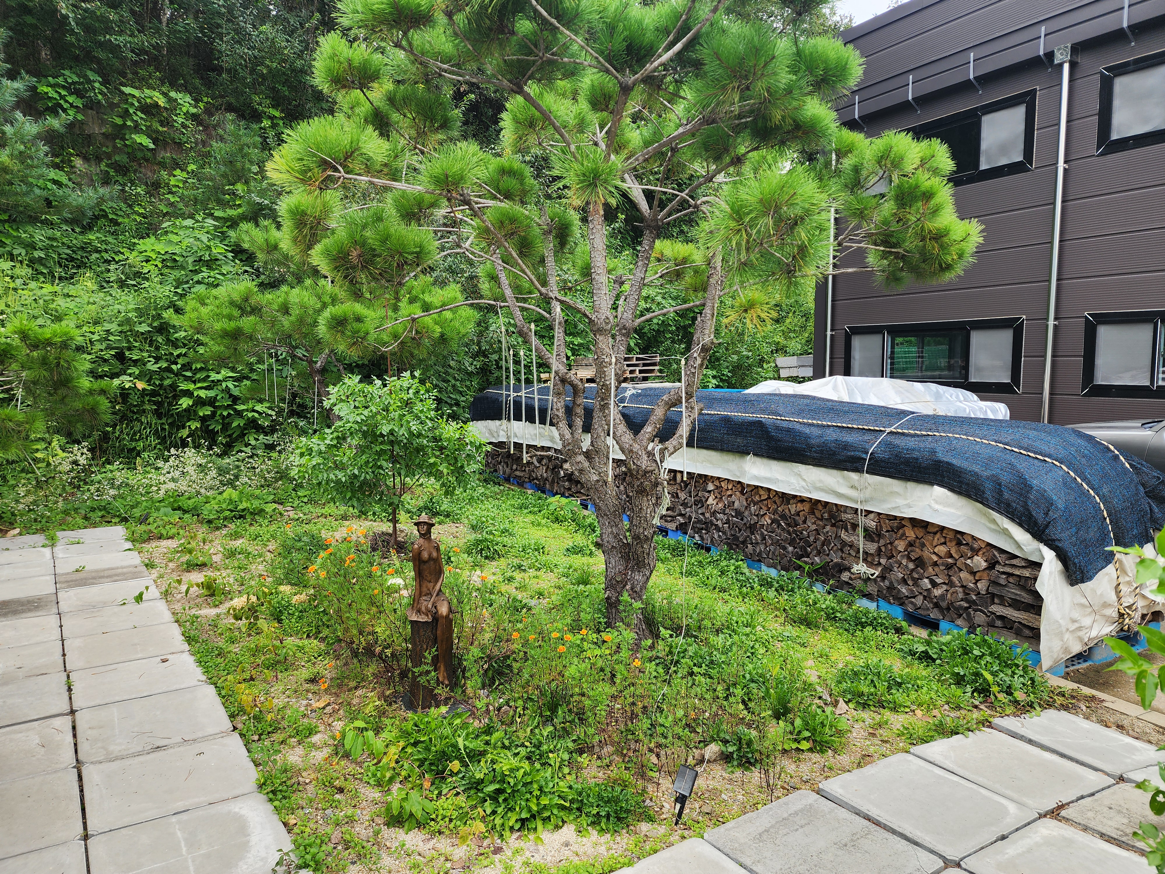 나무와 쉬리 이미지