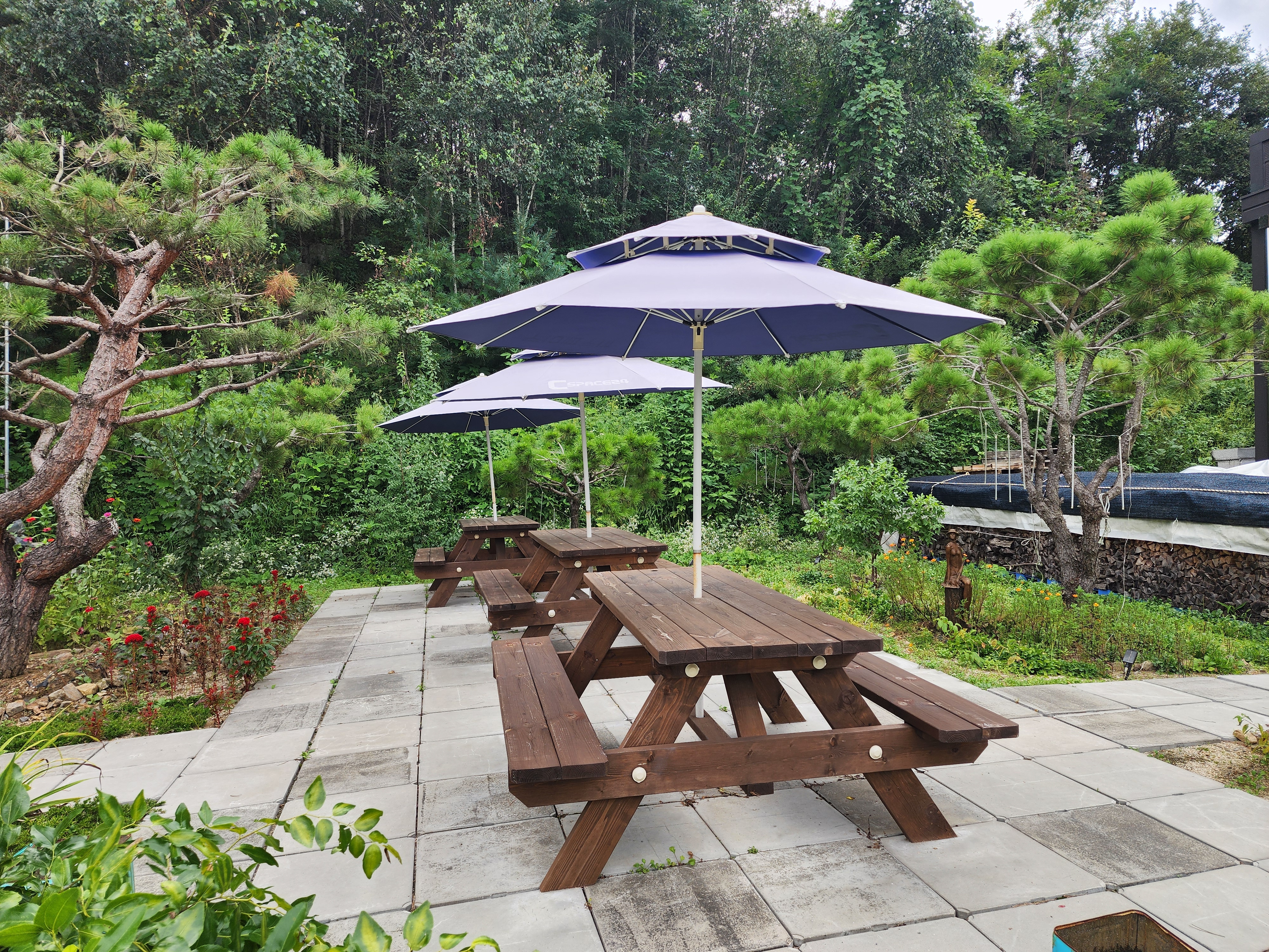 나무와 쉬리 이미지