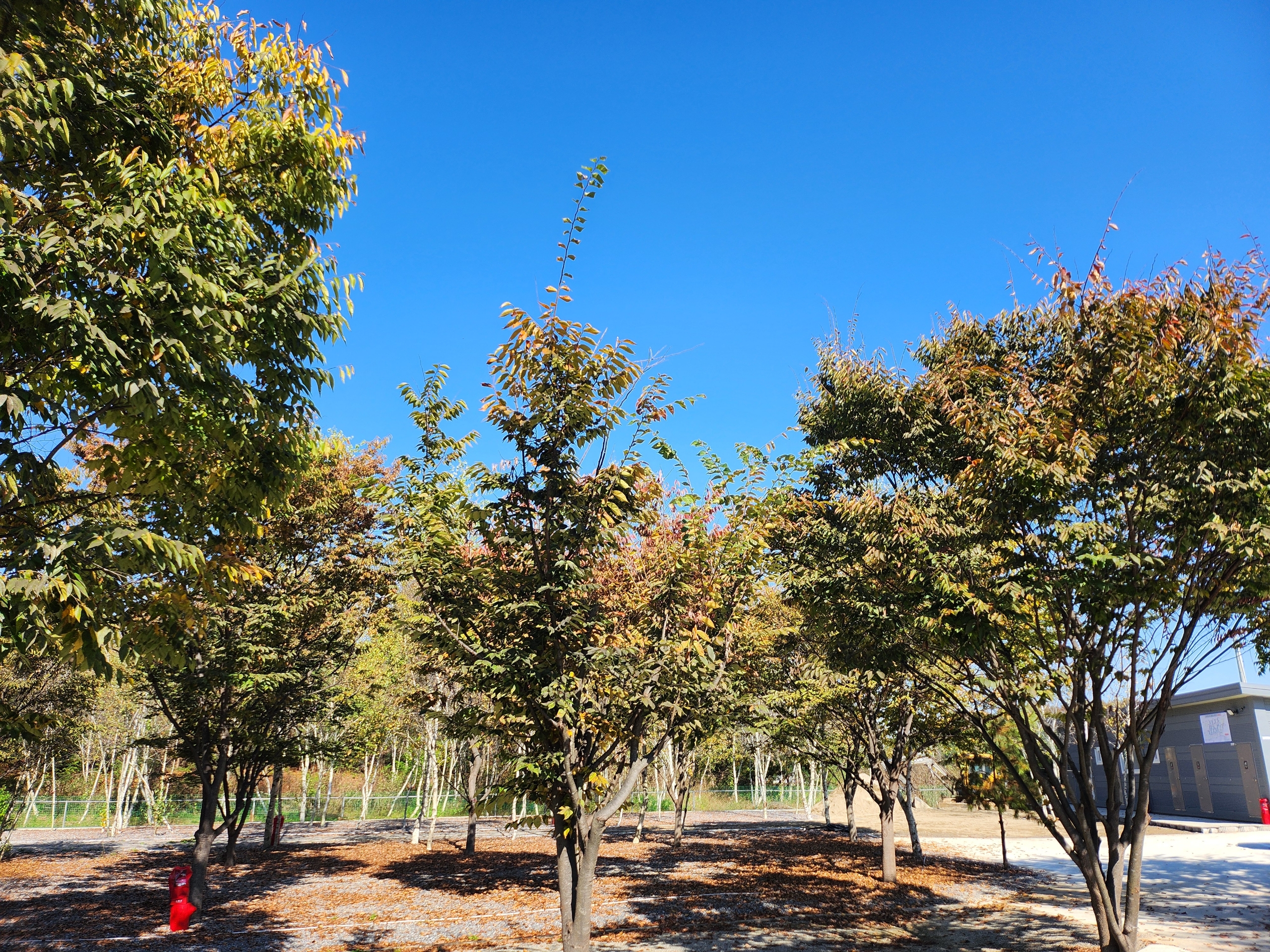 나무와 쉬리 이미지