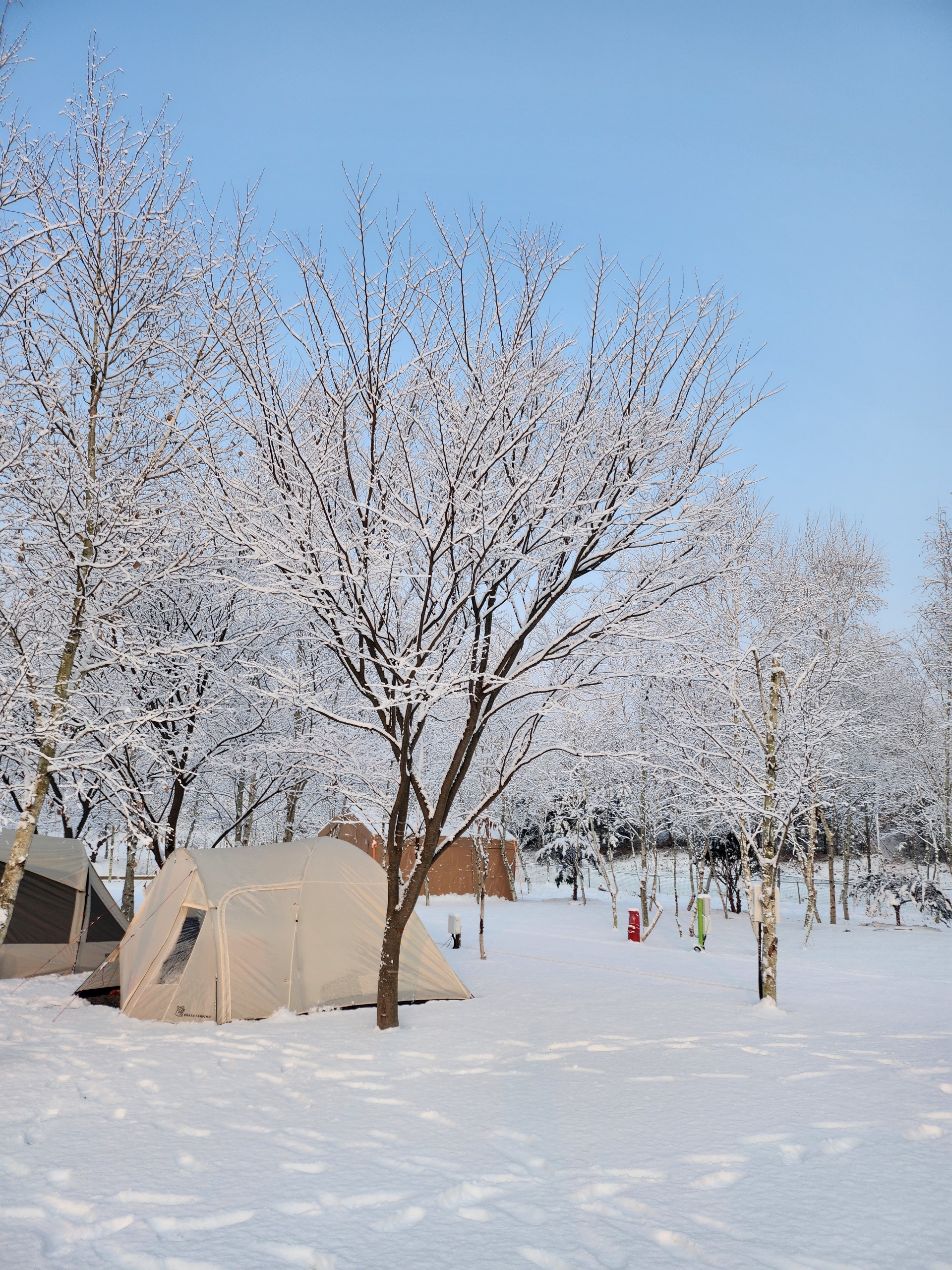 나무와 쉬리 이미지