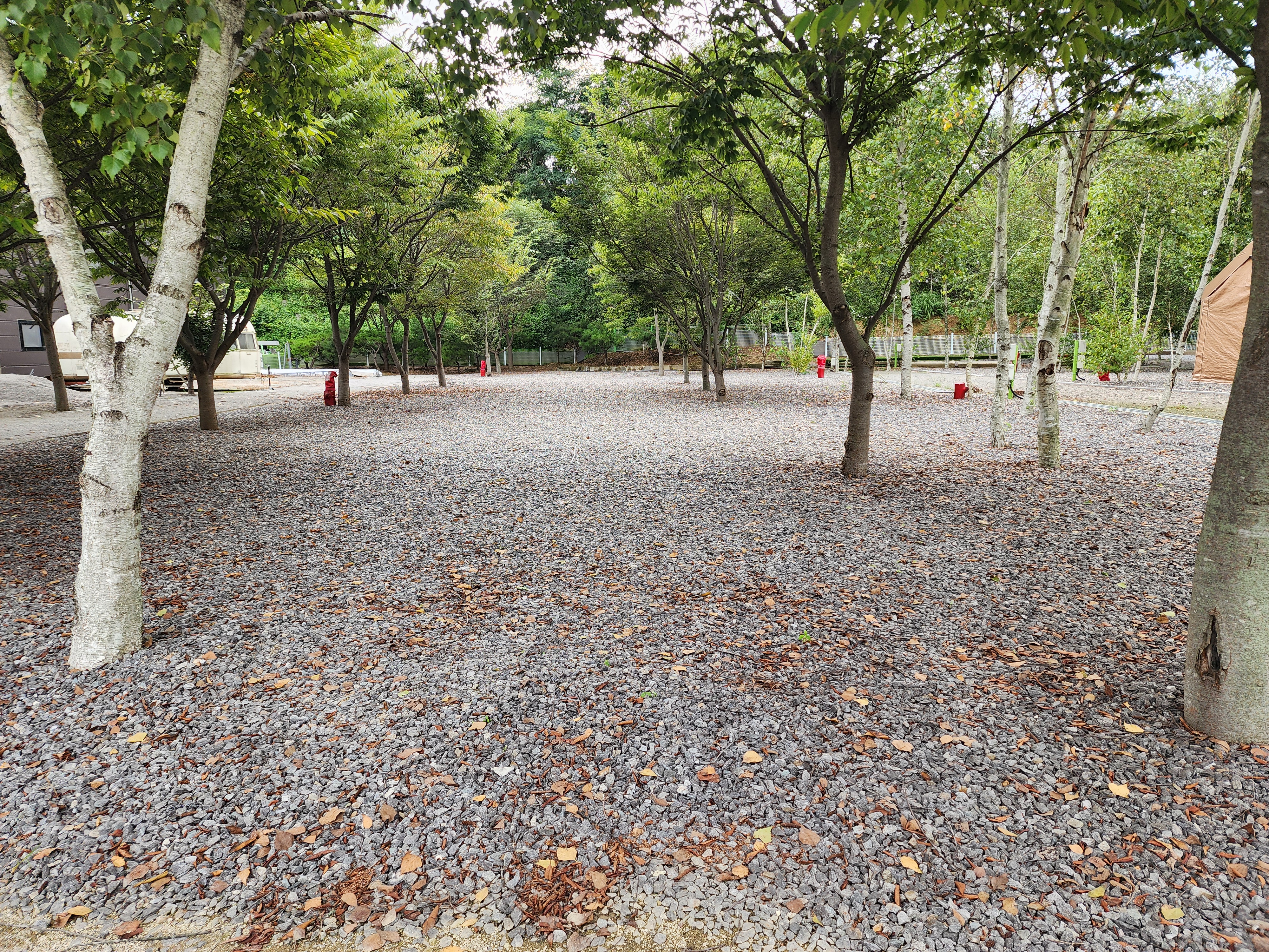 나무와 쉬리 이미지