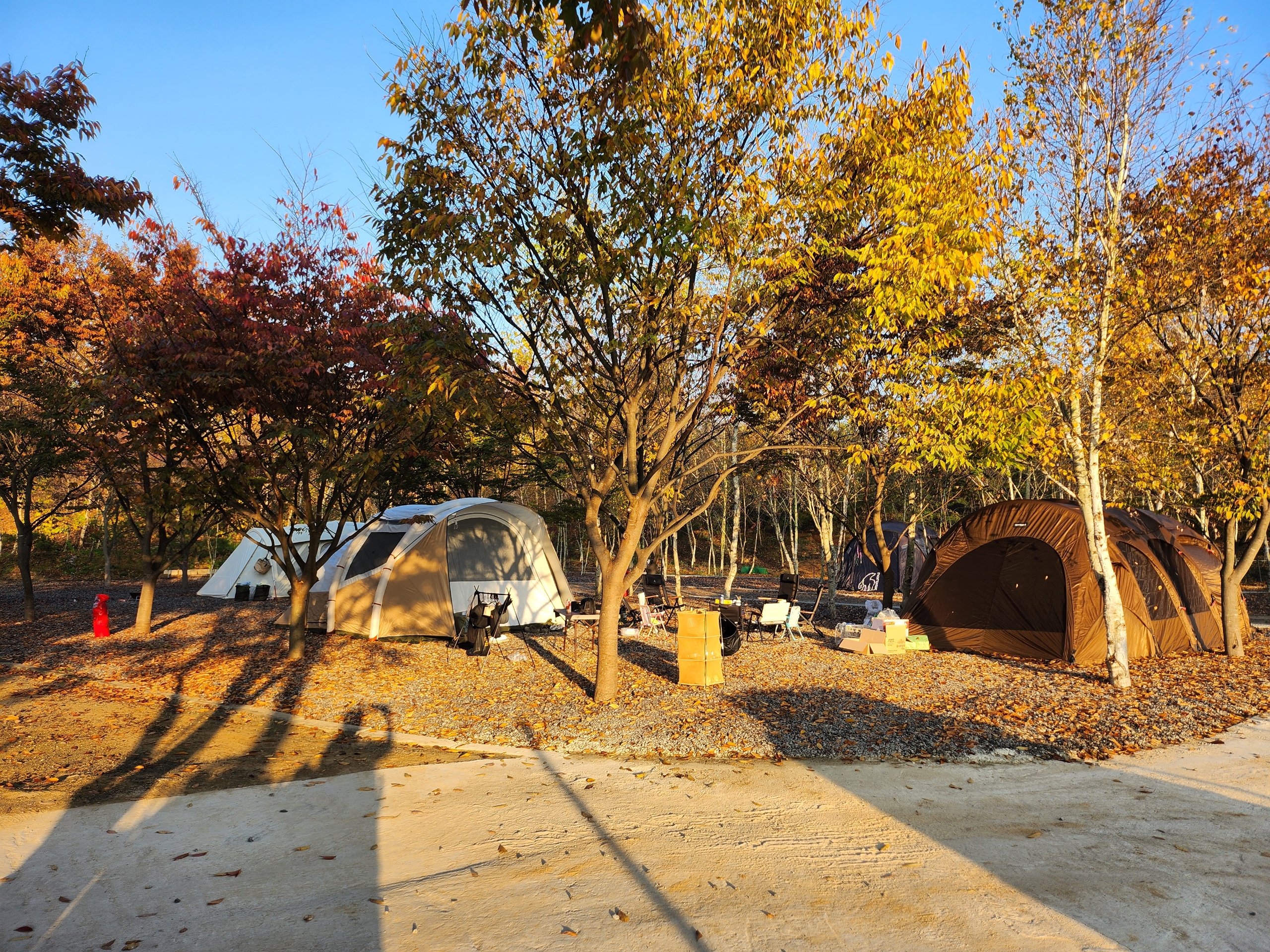 나무와 쉬리 이미지