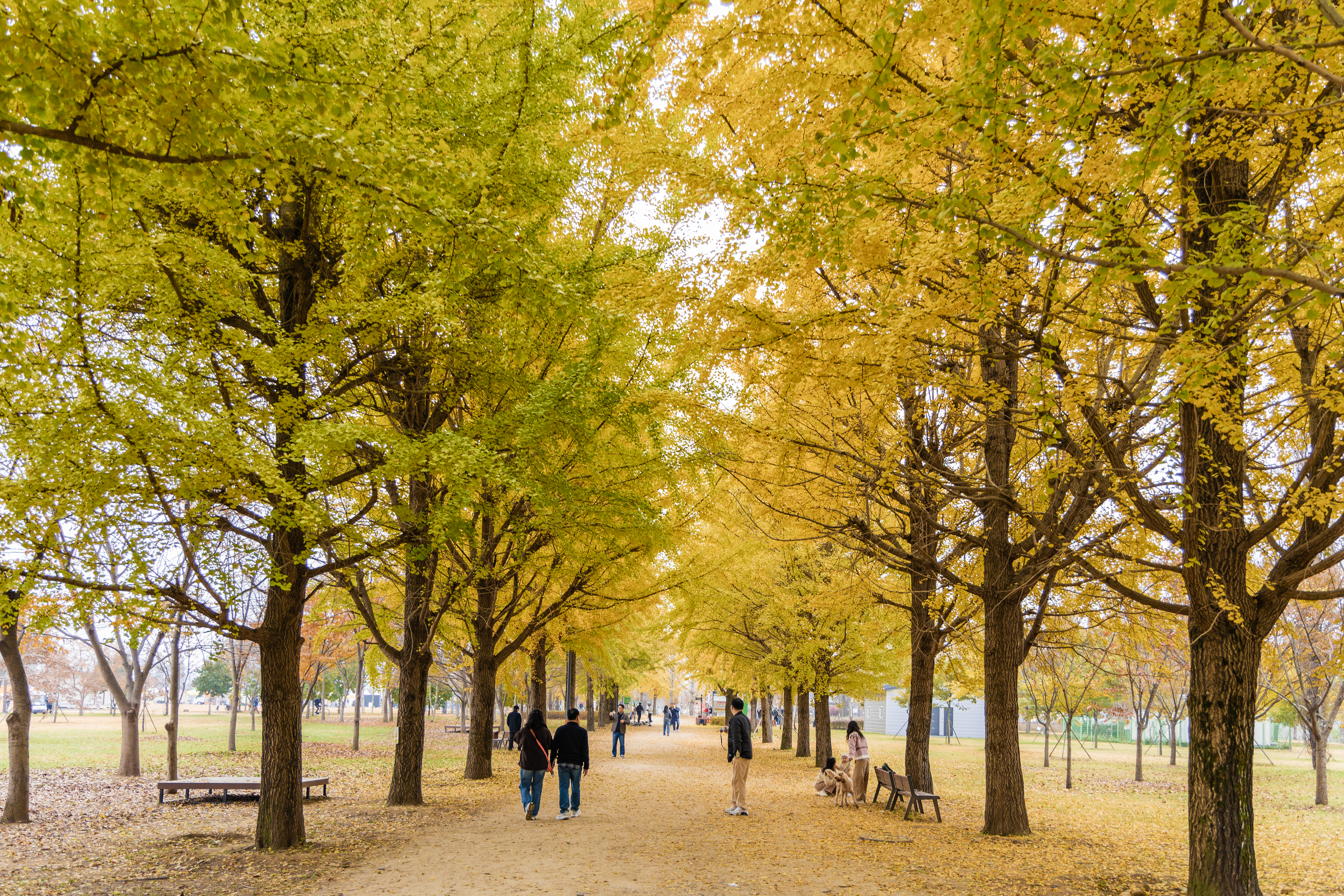 강천섬캠핑장 이미지
