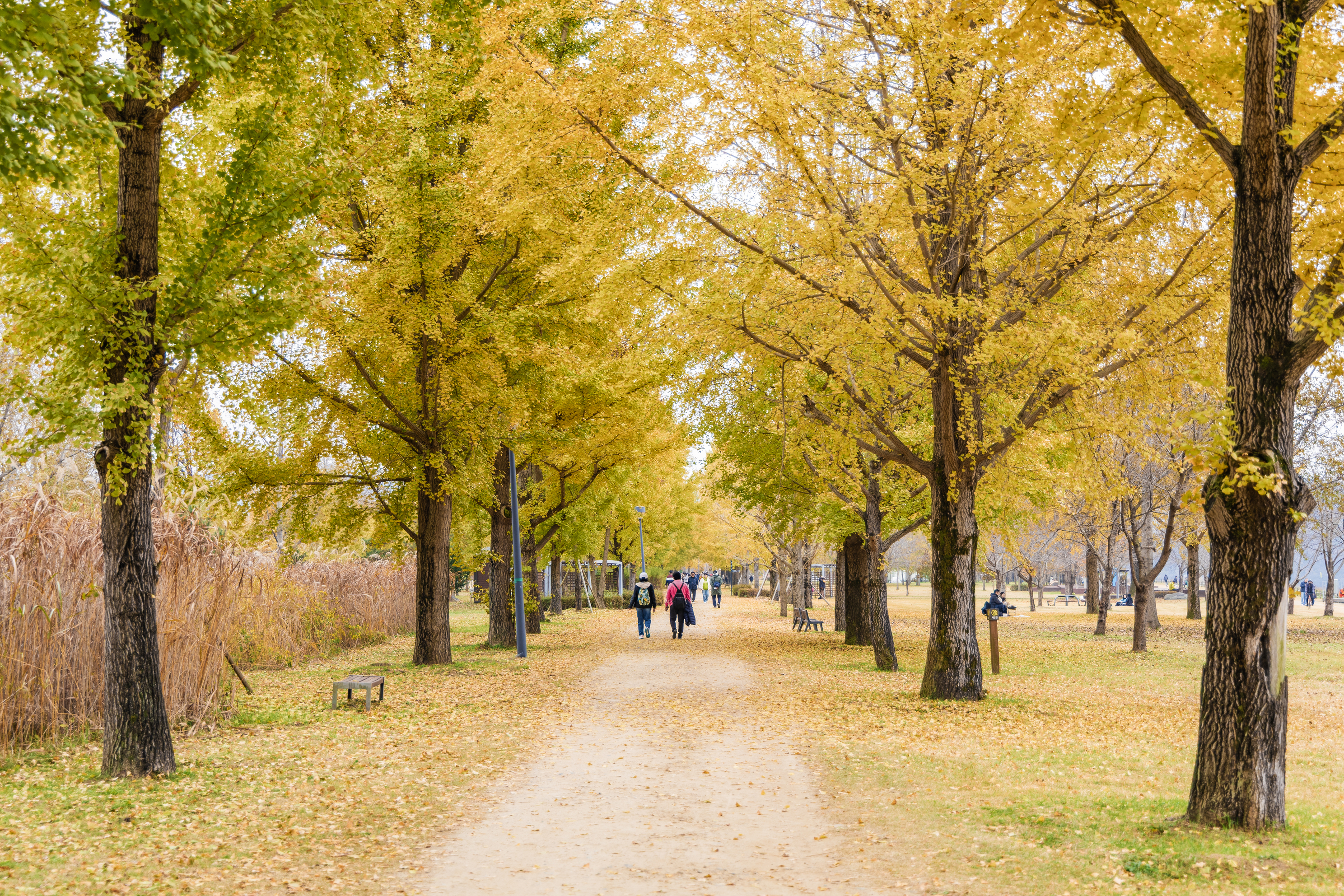 강천섬캠핑장 이미지