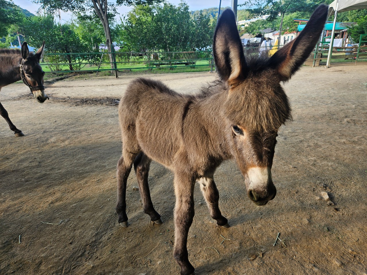 마차박물관 어린이체험 캠핑장 4번째 이미지