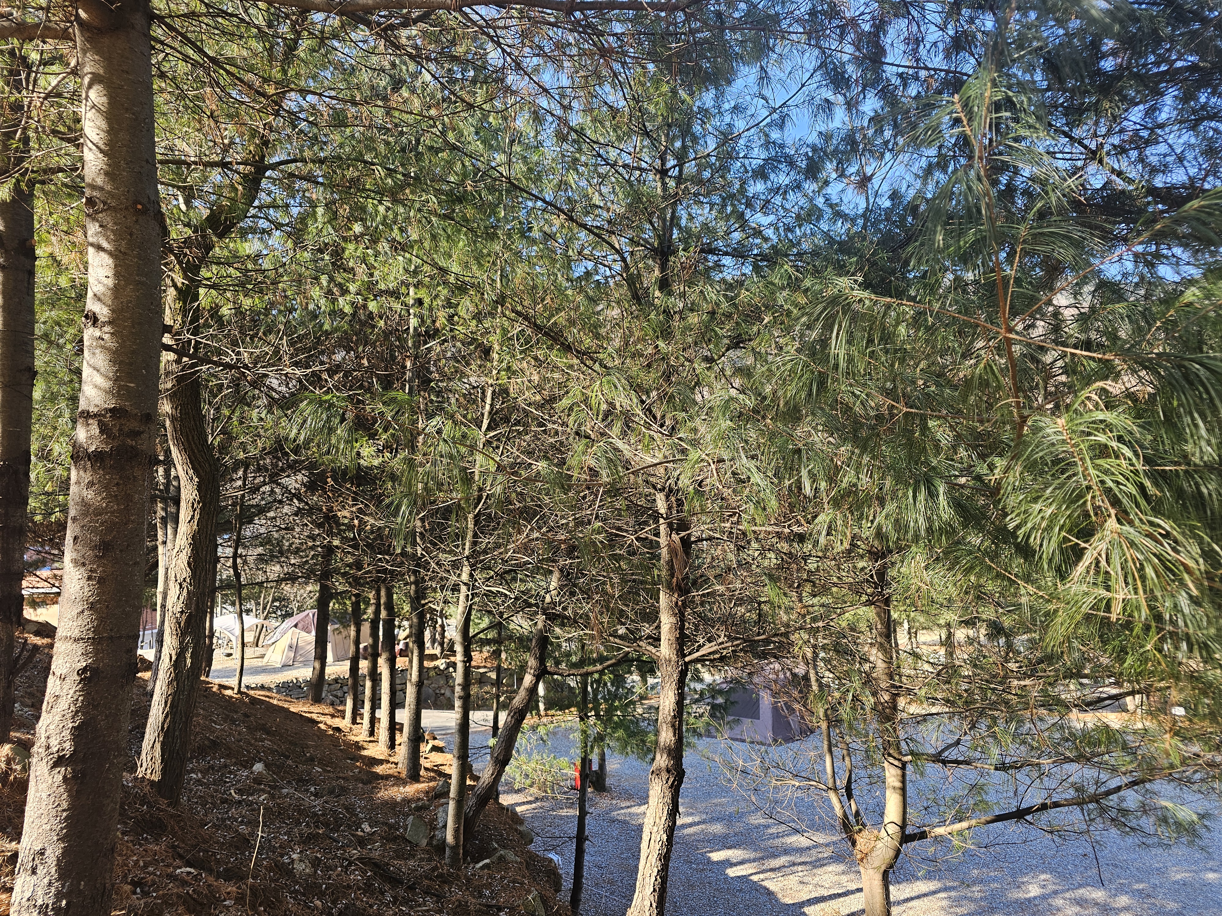 (에드203) 플라네캠핑장