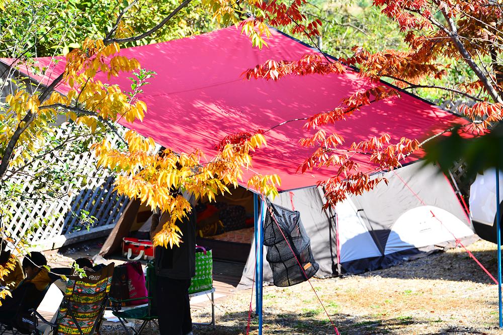 가평 사과나무 캠핑장