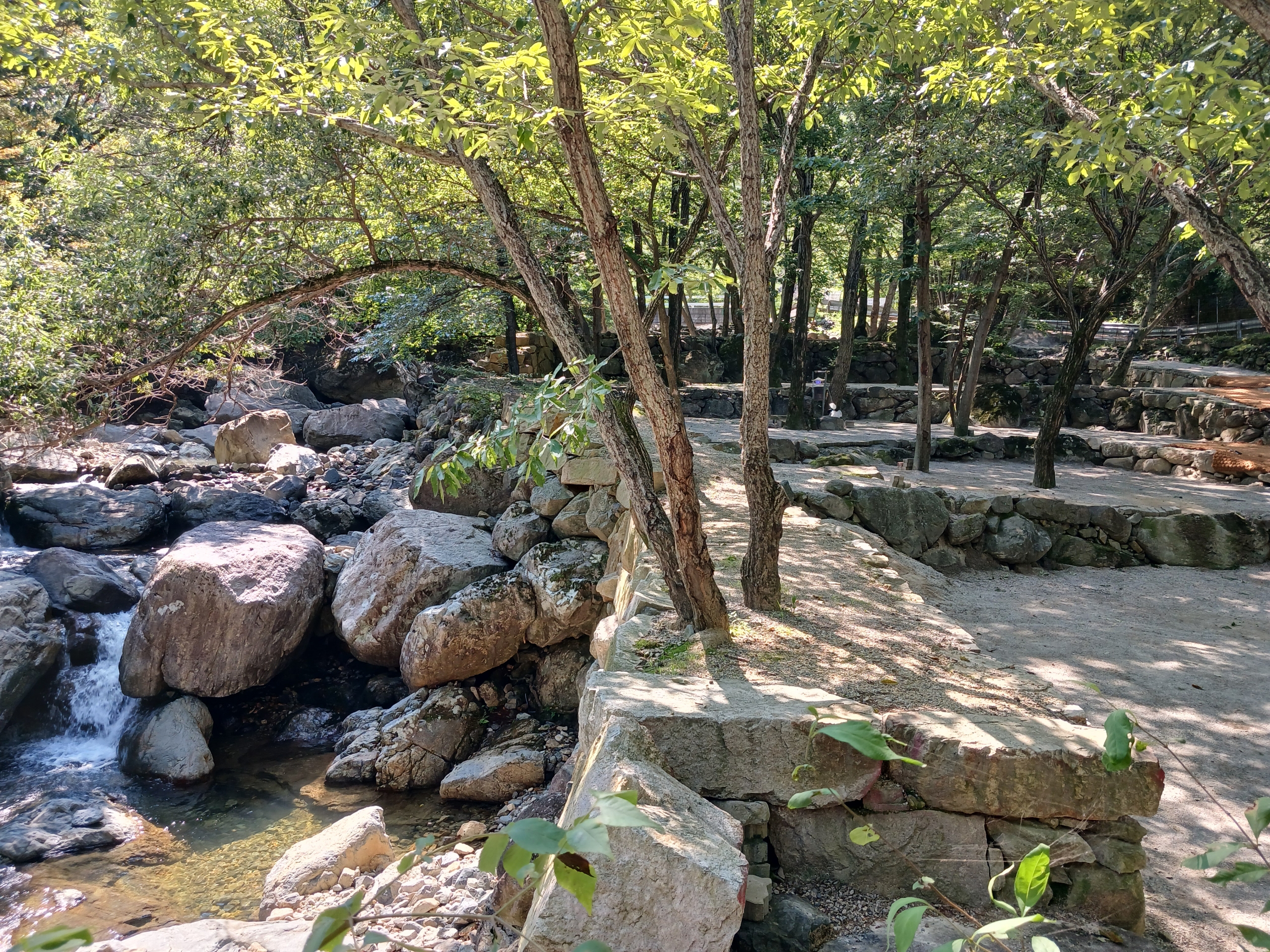 빛 생명 숲 사지목