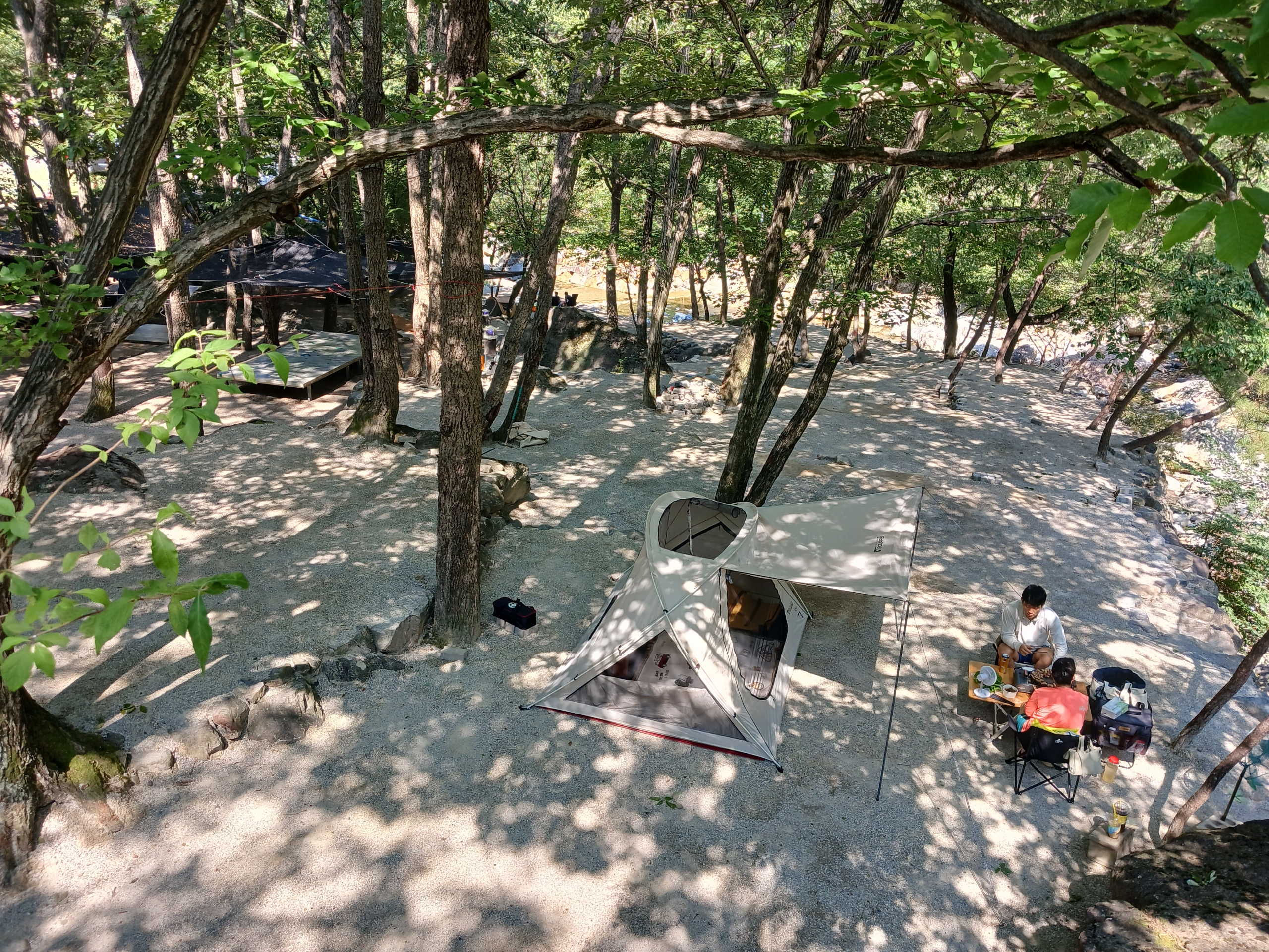 빛 생명 숲 사지목