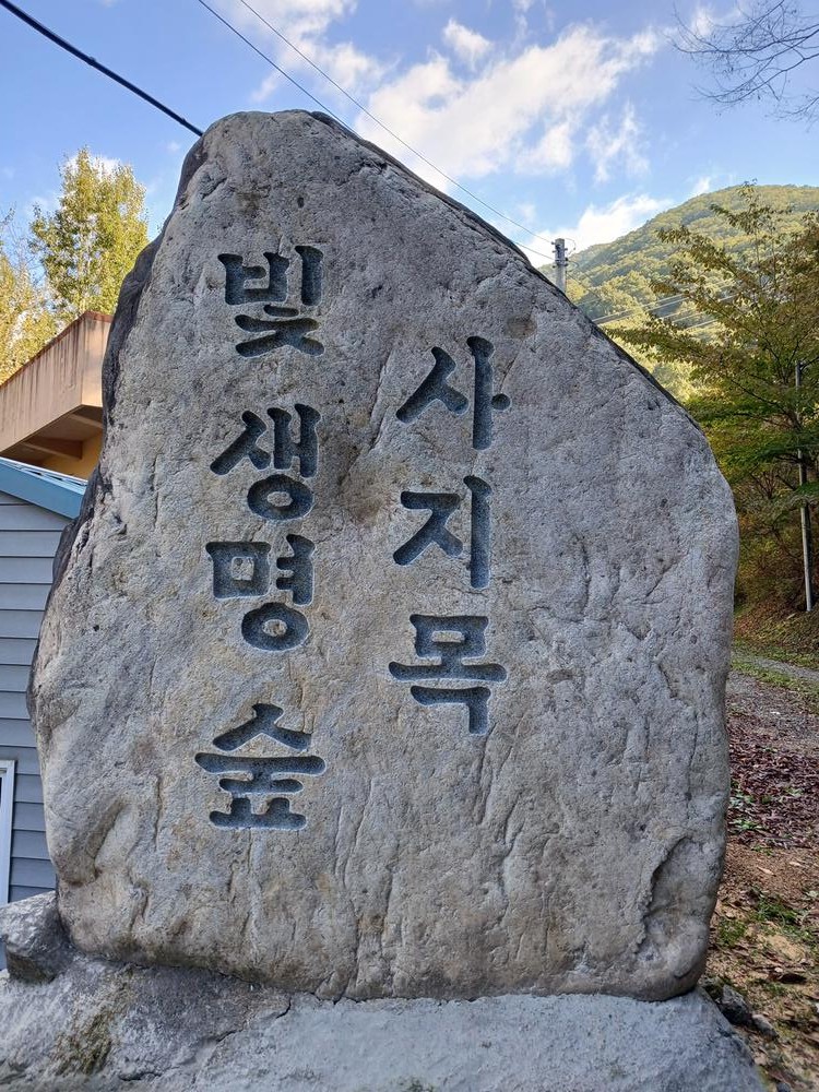 빛 생명 숲 사지목