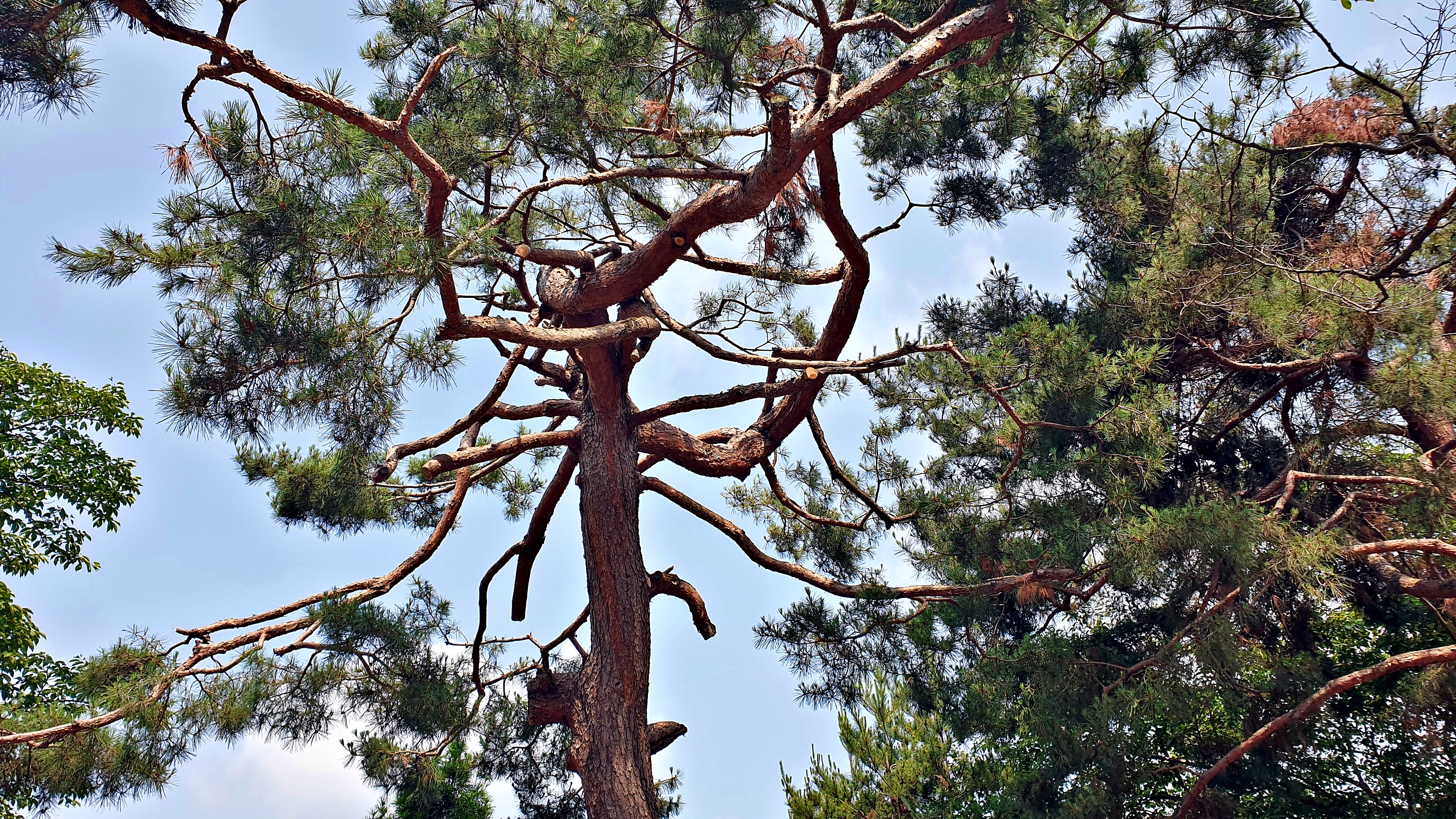 안성비봉산 캠핑장 43번째 이미지