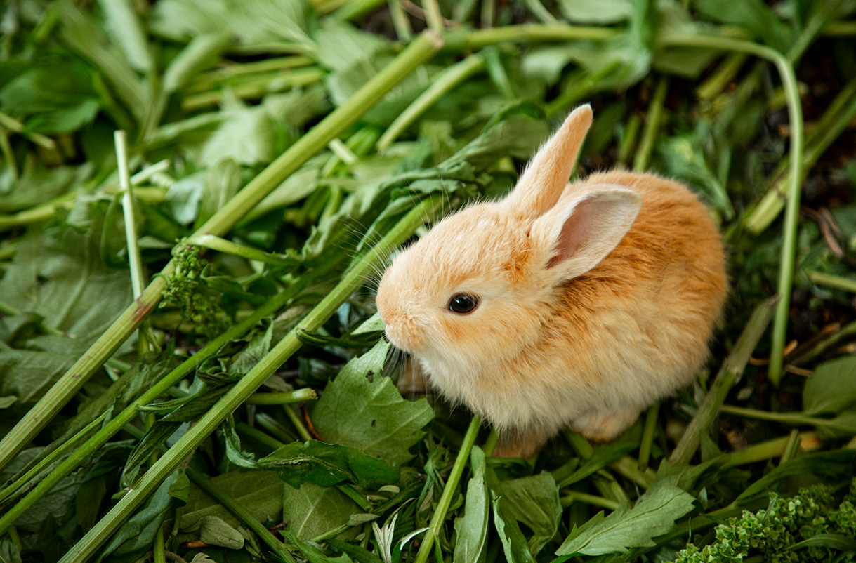에이원 글램핑 관광농원 14번째 이미지