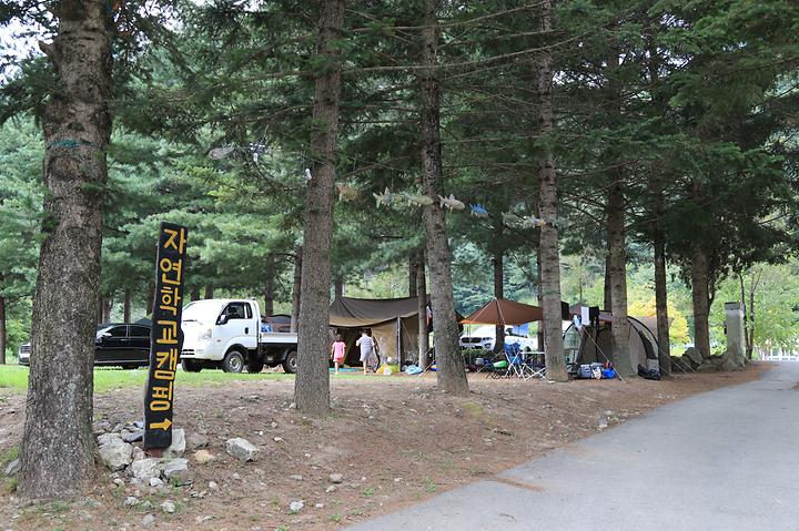 인제자연학교캠핑장 …