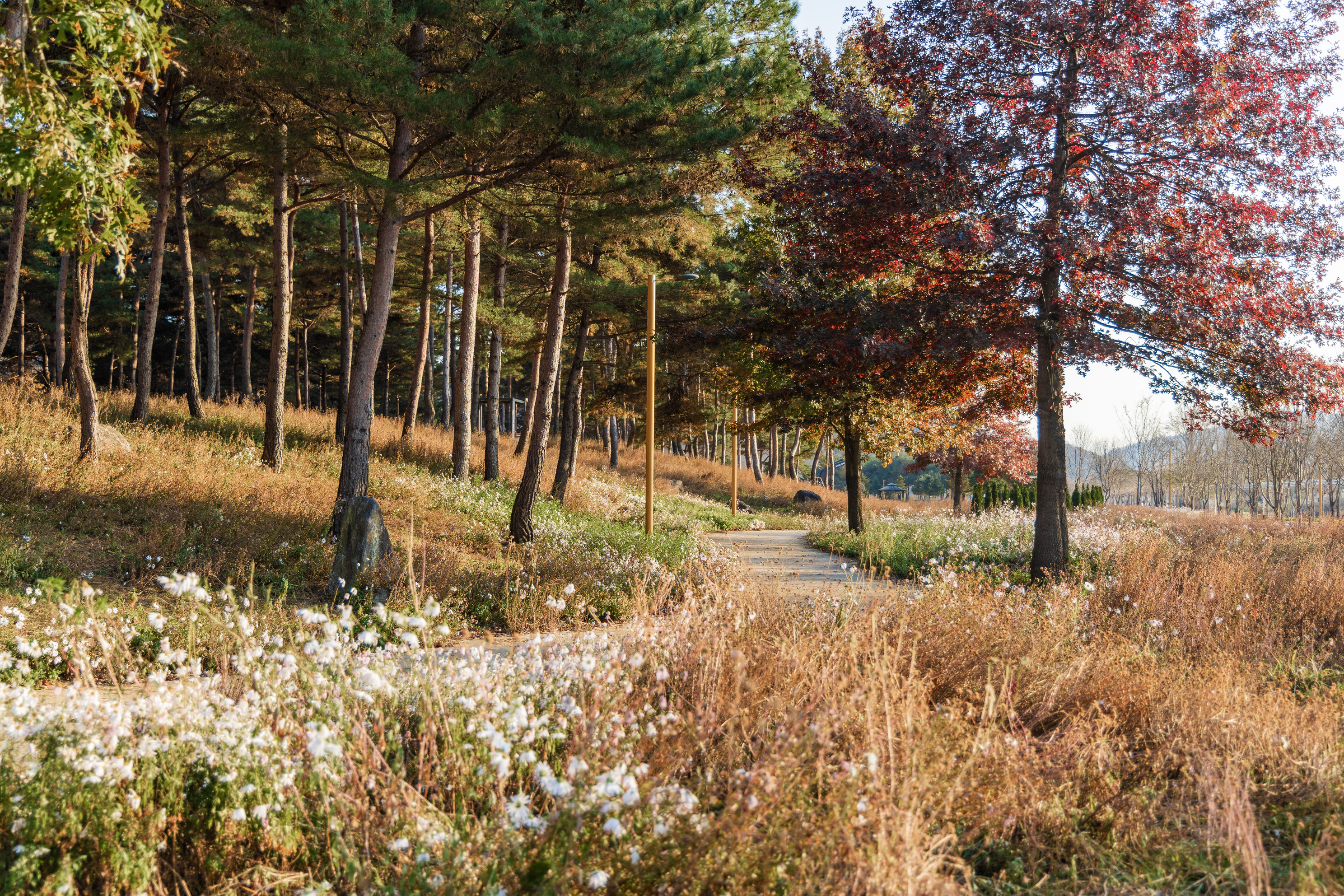 자라섬 캠핑장 10번째 이미지