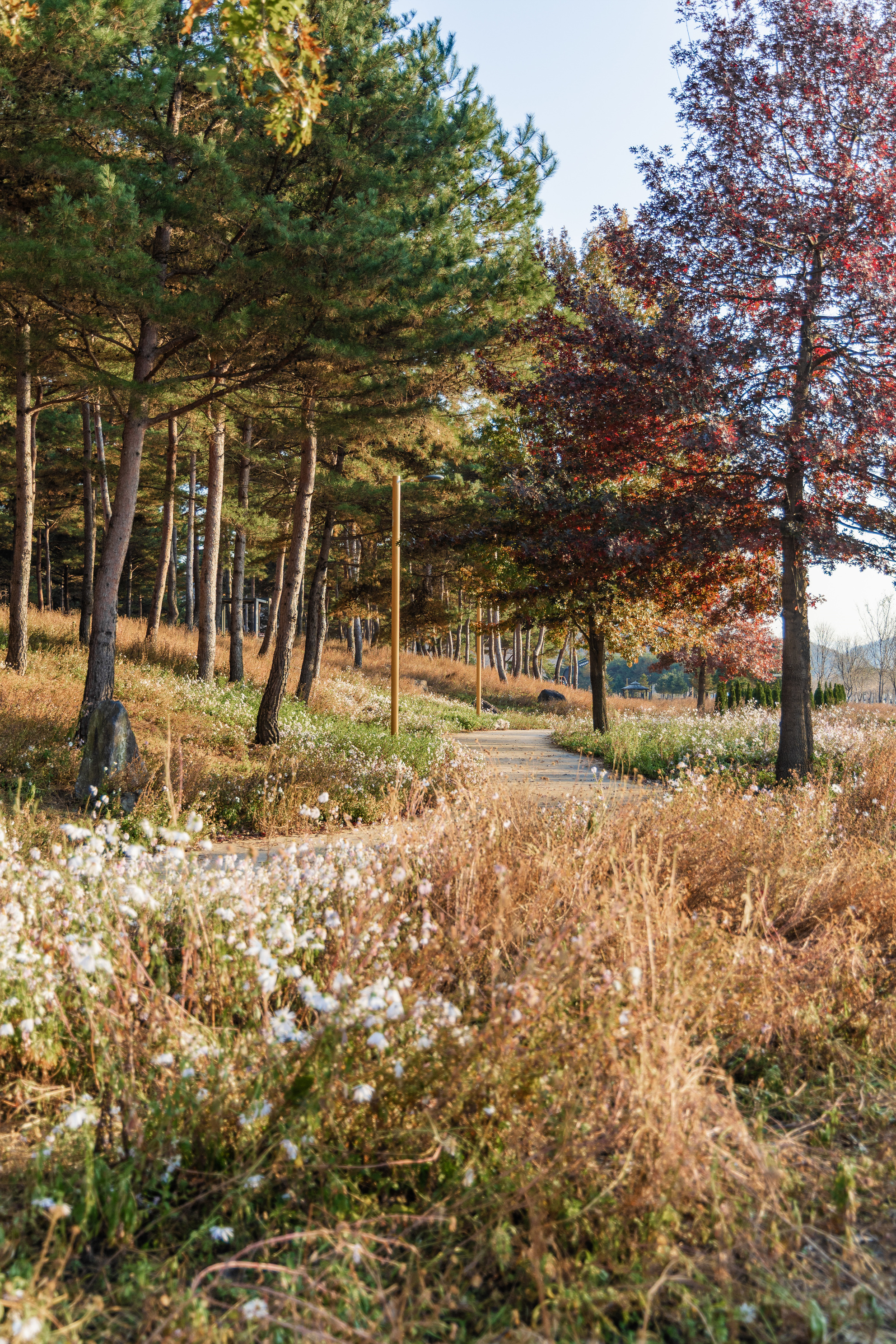자라섬 캠핑장 11번째 이미지