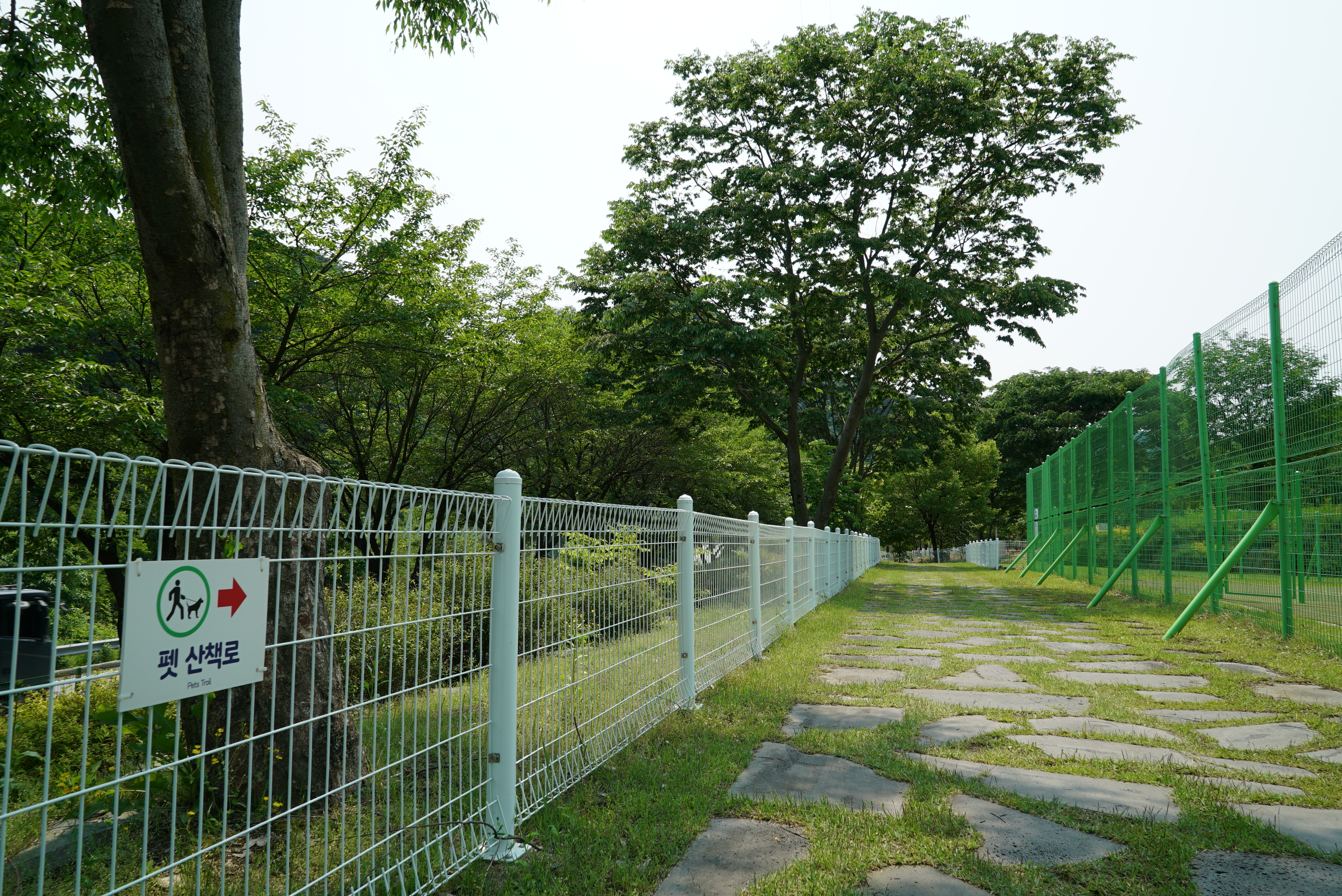 정선군생태체험학습장야영장 펫 동반 캠핑장 이미지