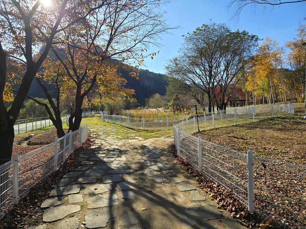 정선군생태체험학습장야영장 펫 동반 캠핑장