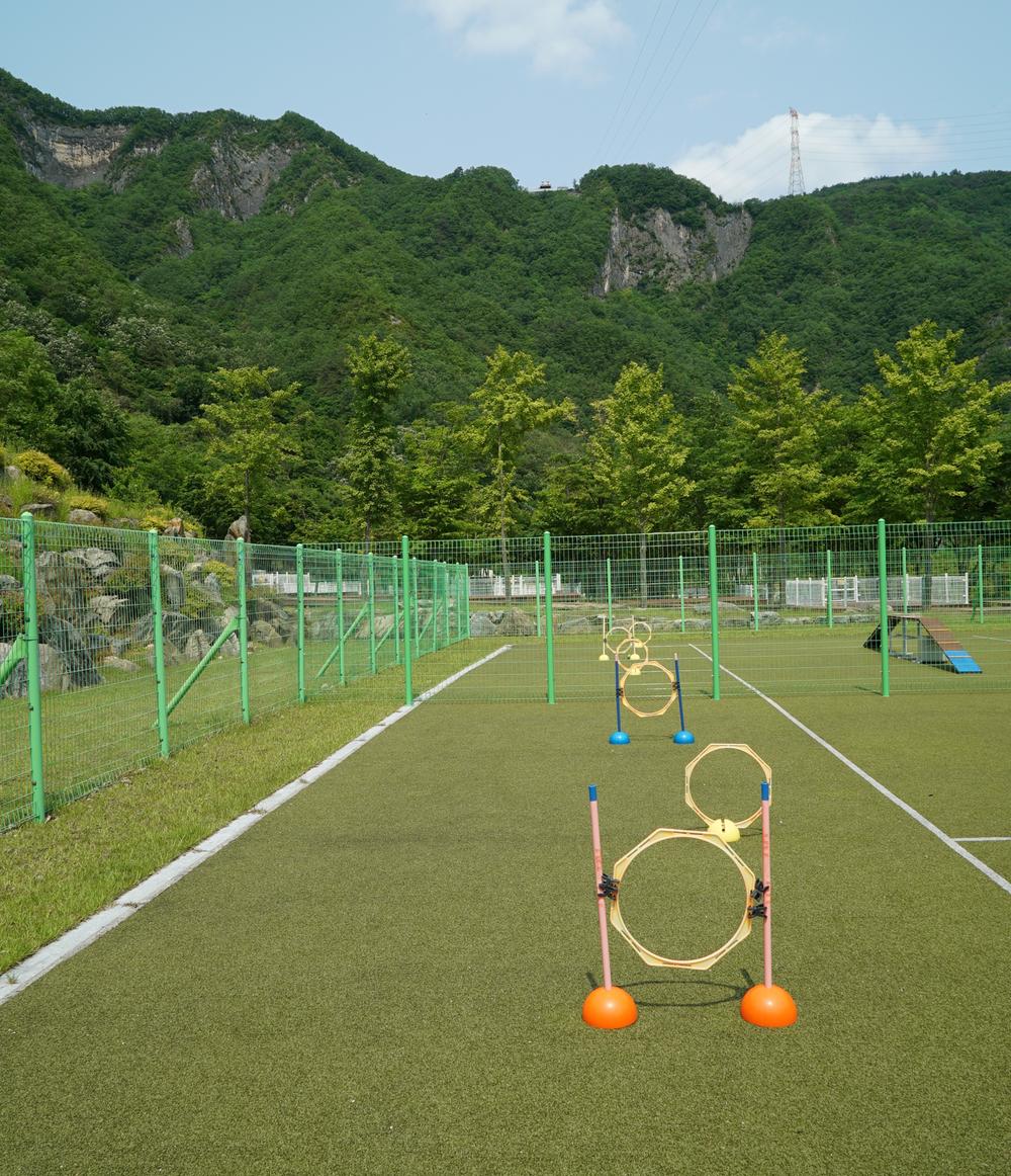 정선군생태체험학습장야영장 펫 동반 캠핑장