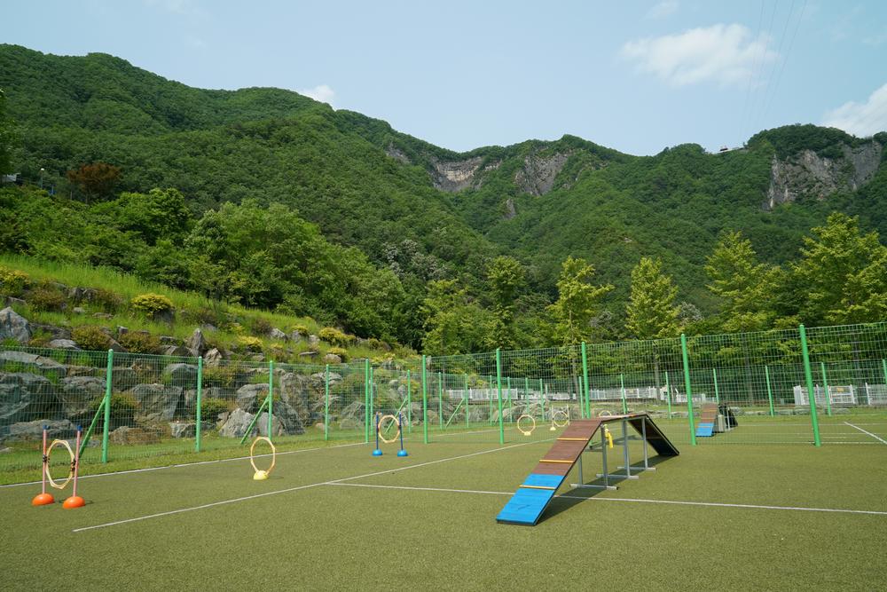 정선군생태체험학습장야영장 펫 동반 캠핑장