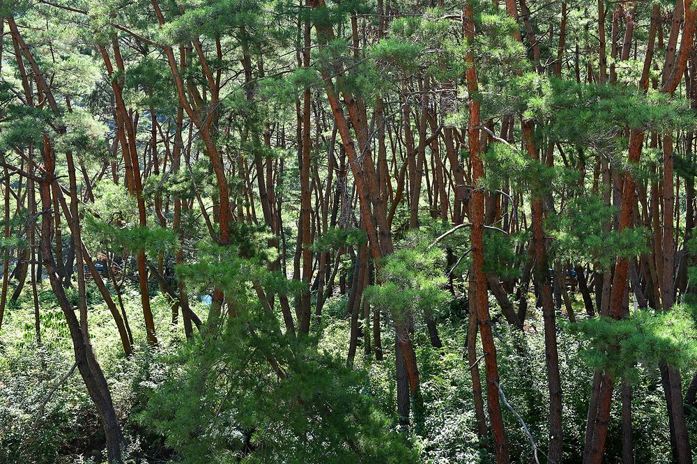 지리산천왕봉야영장