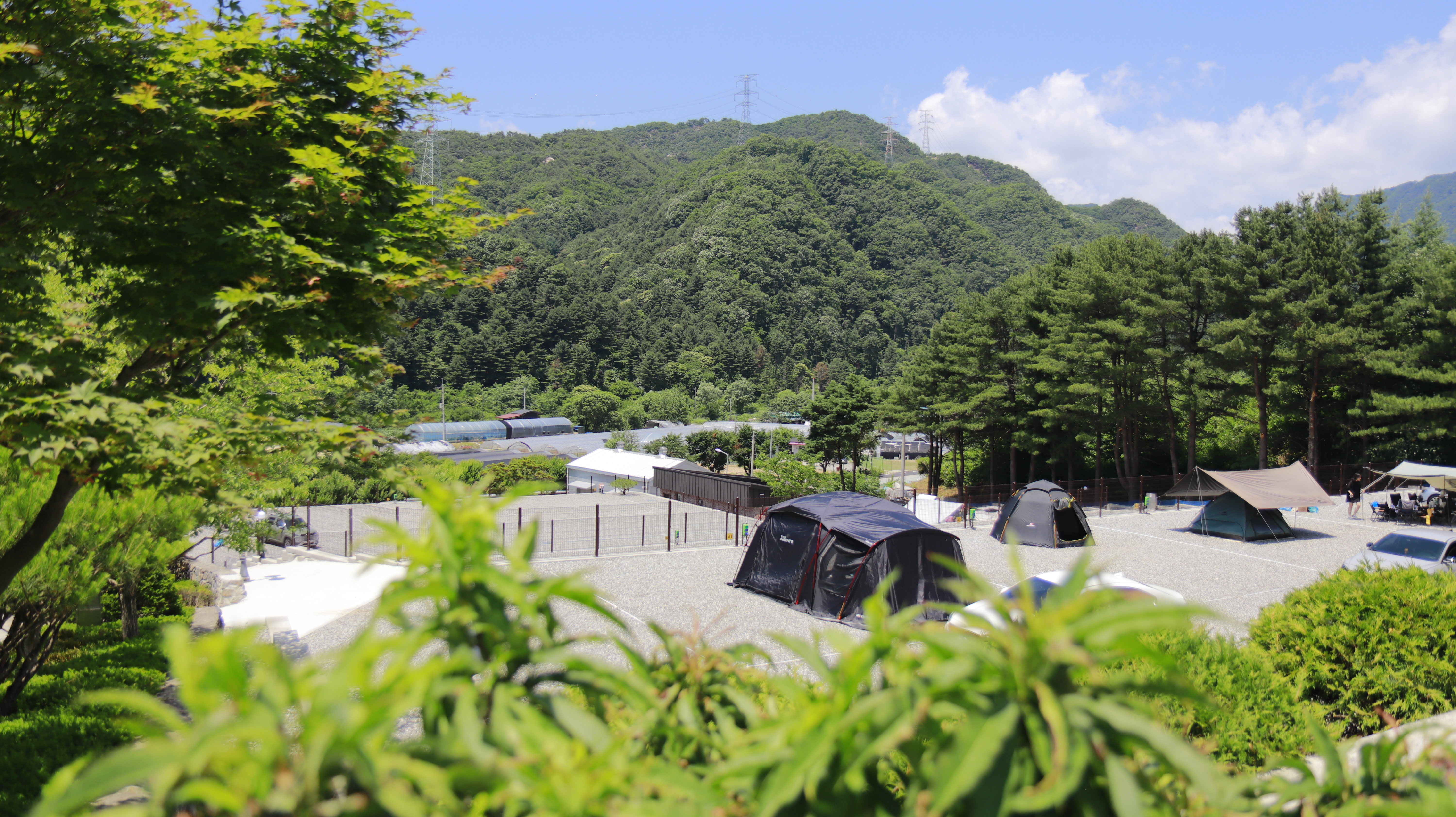 포레스트 소울 이미지