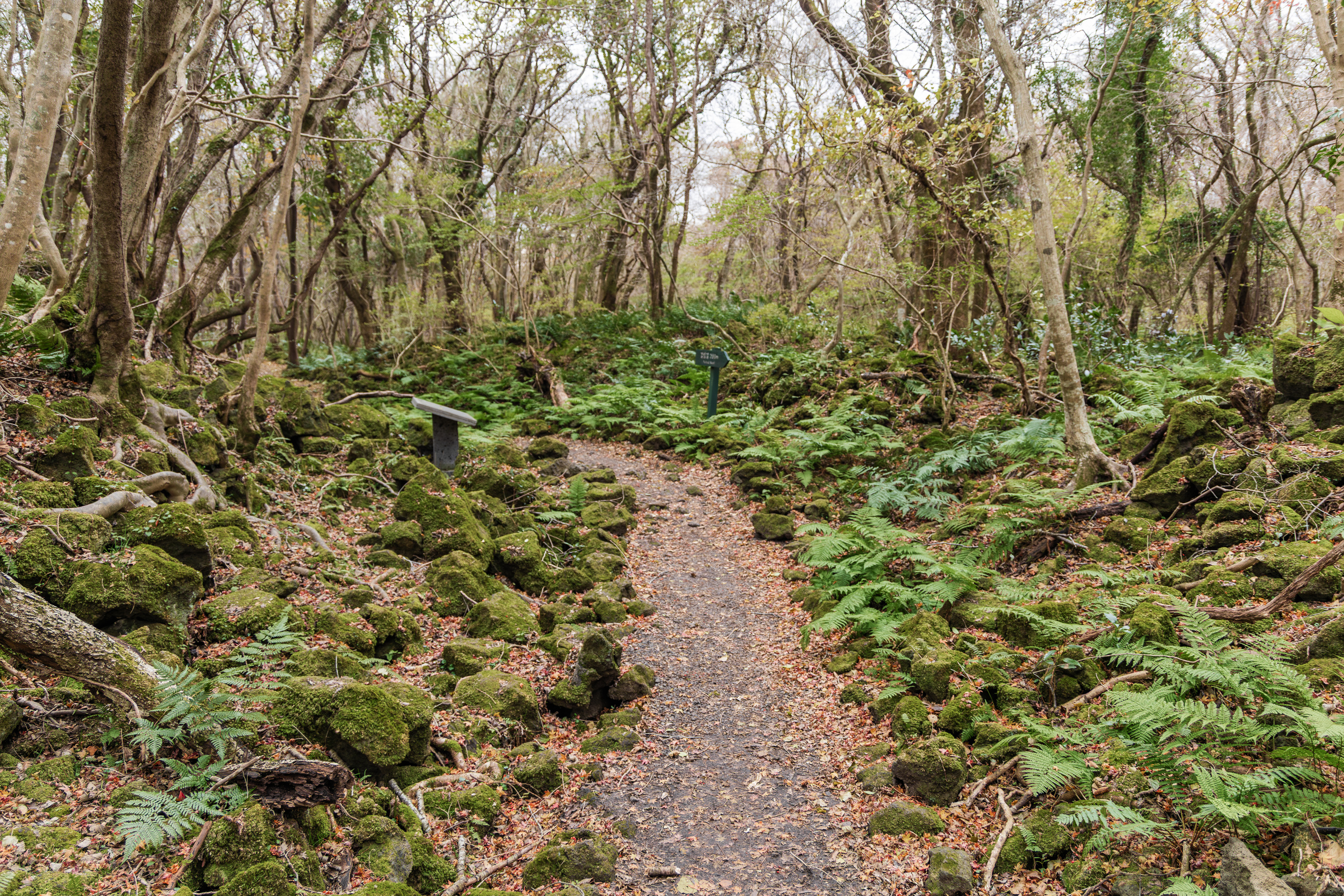 교래자연휴양림야영장 3번째 이미지
