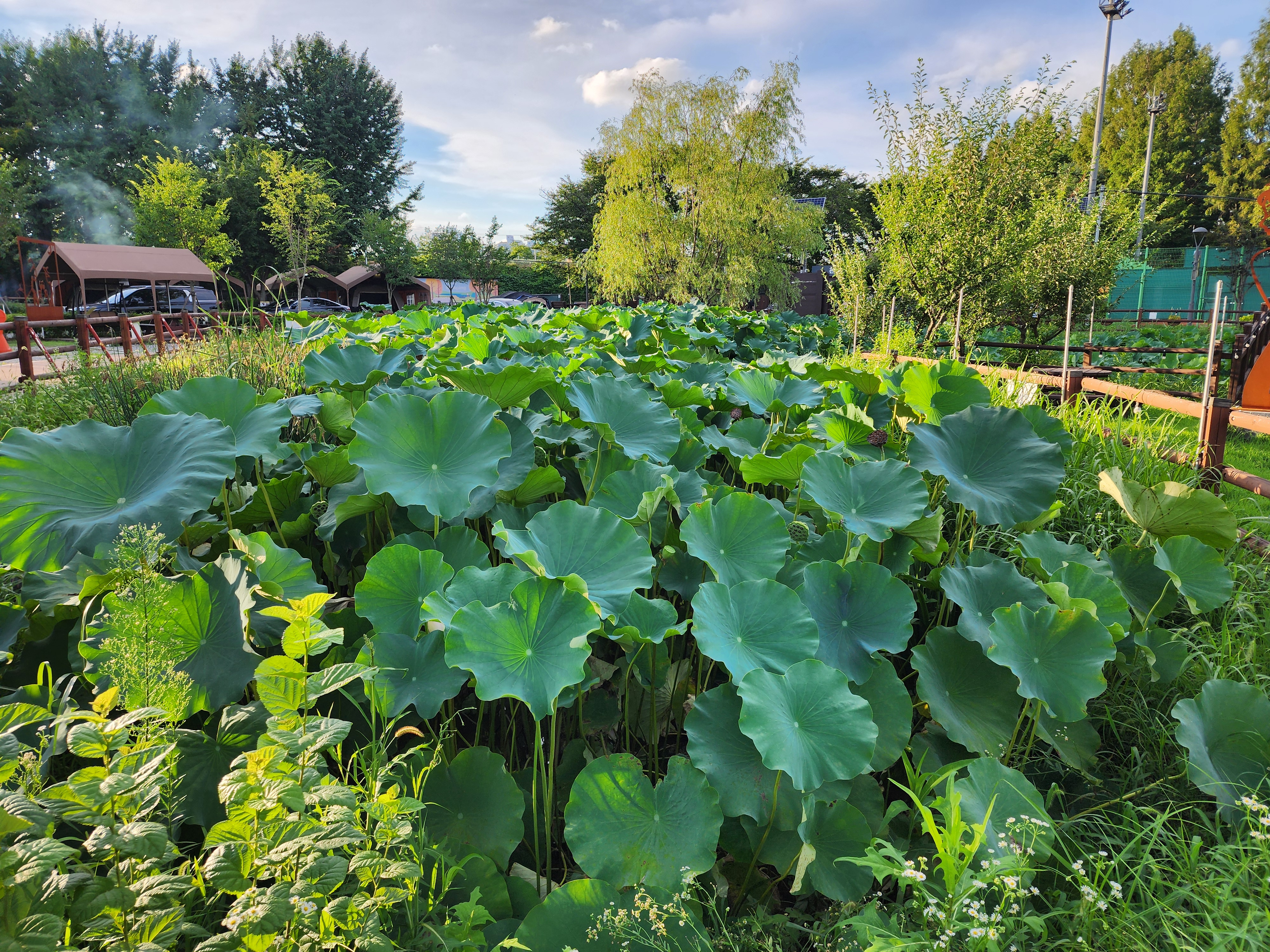 구리 토평 가족캠핑장 32번째 이미지