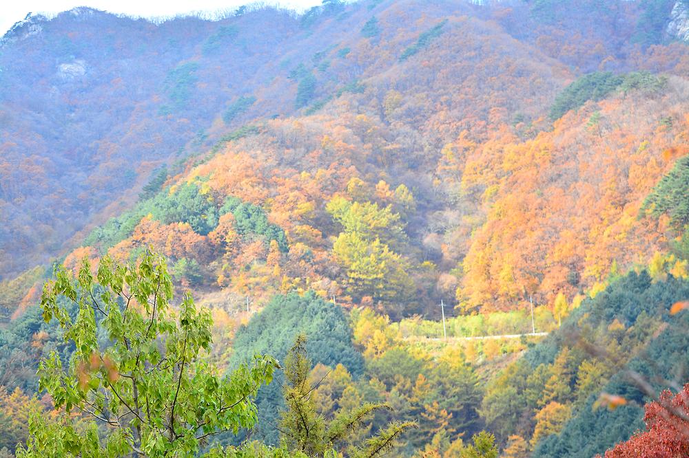 국립유명산자연휴양림(자동차)