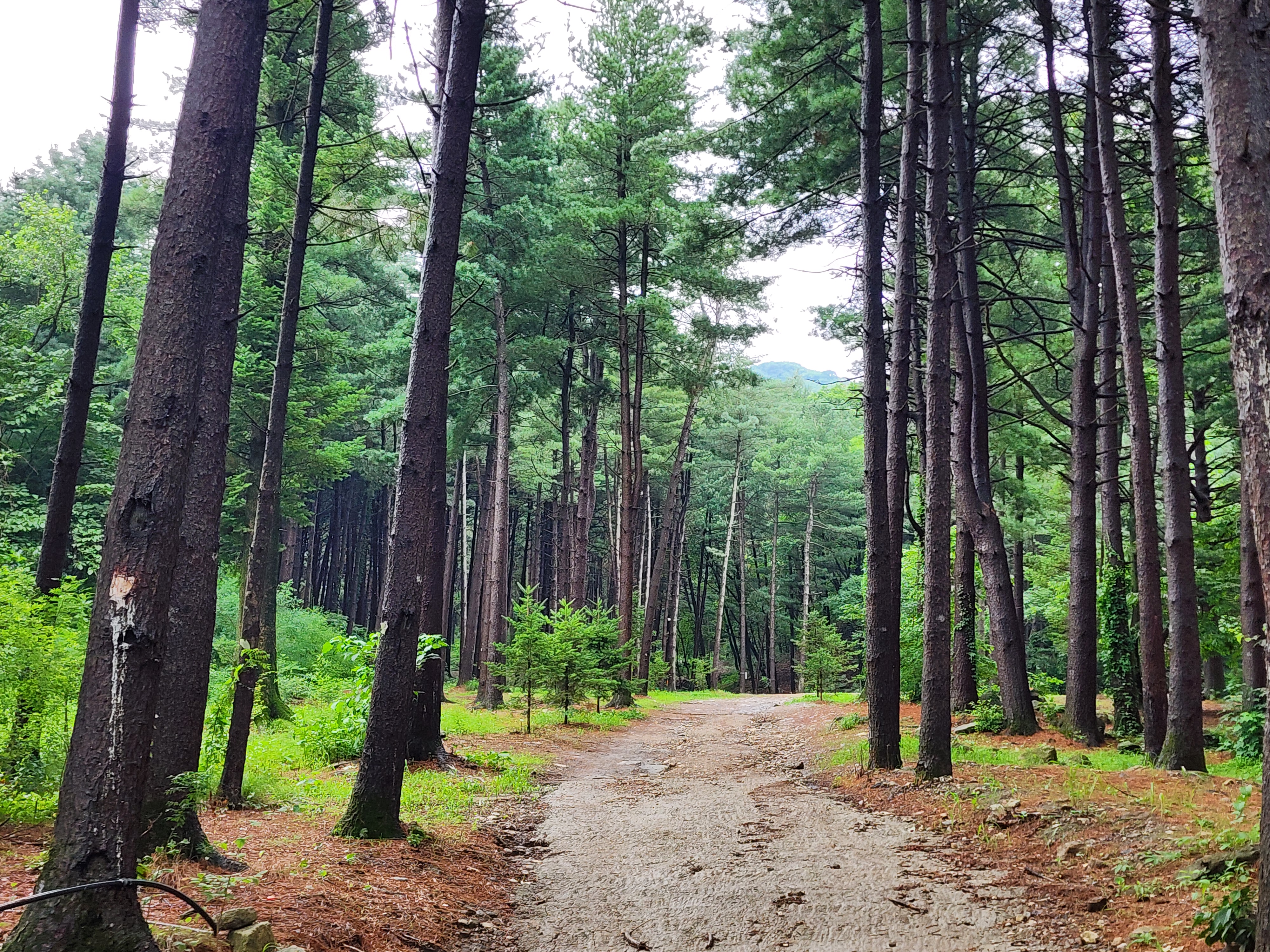 팔현야영장 28번째 이미지