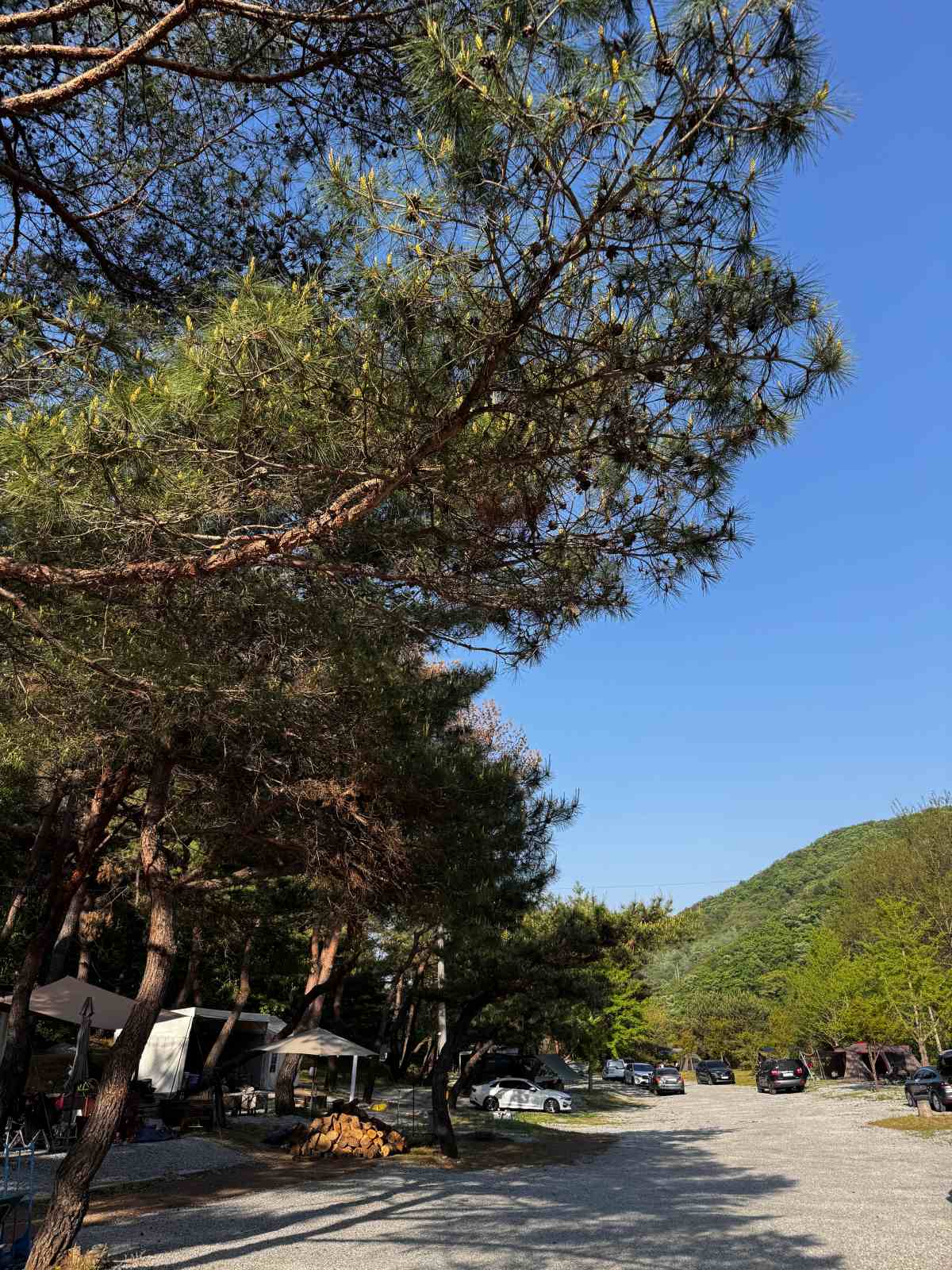 파이어메이플캠핑장 사진 5