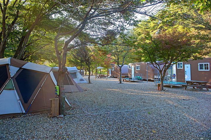 예산 느티나무 캠핑장