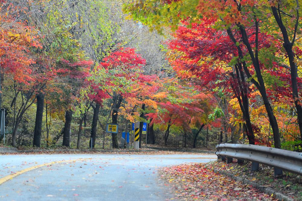 국립유명산자연휴양림(일반)