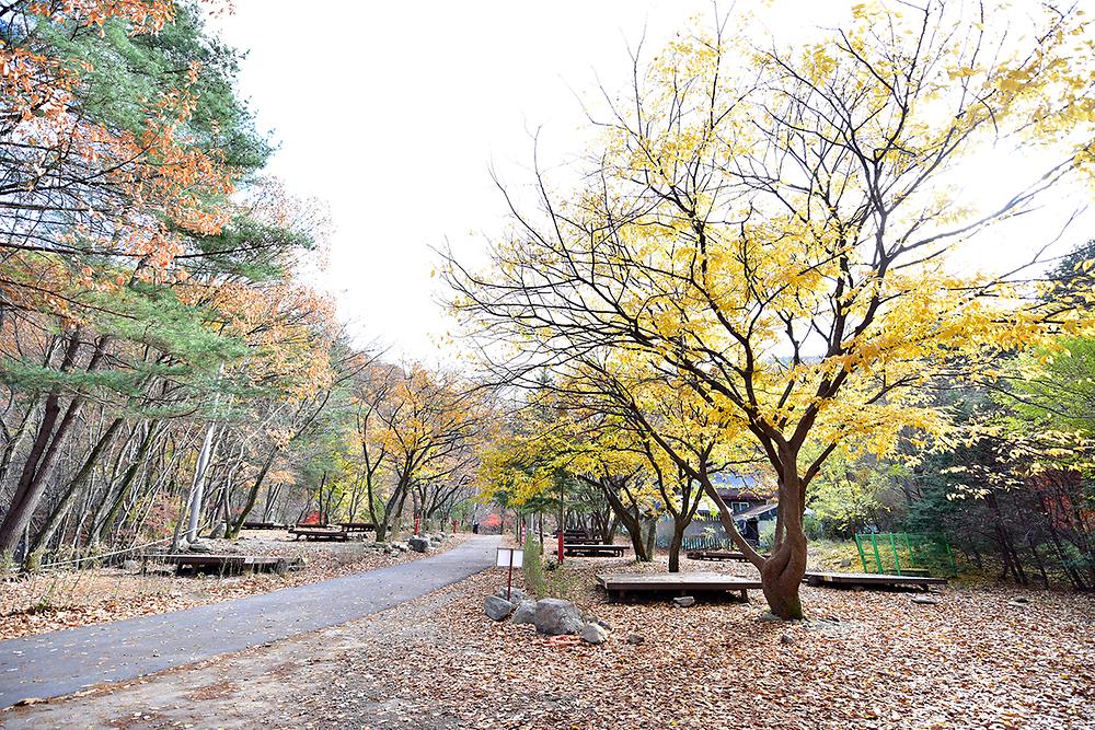 국립유명산자연휴양림(일반)