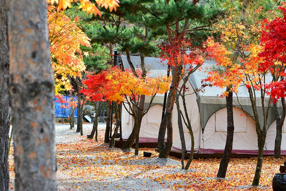 리즈밸리 글램핑캠핑장