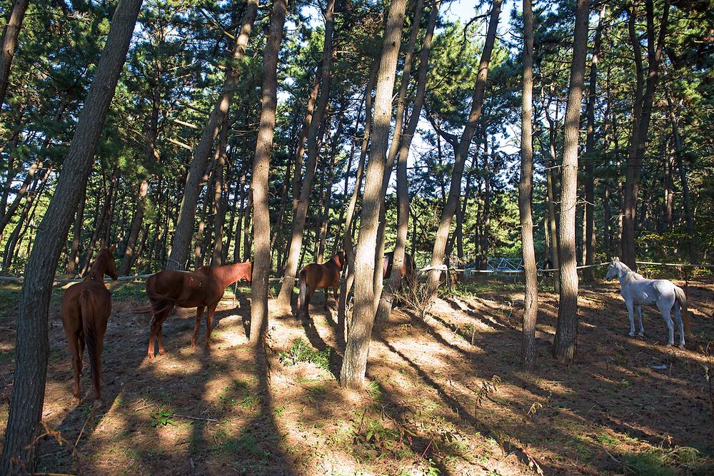 별헤는 밤