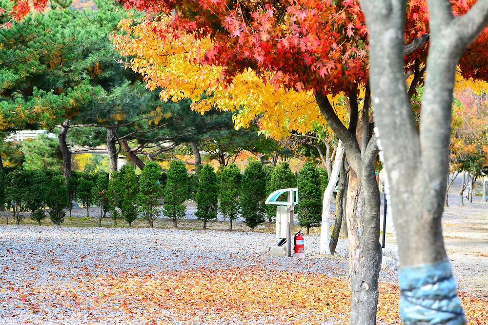 솔바람캠핑장