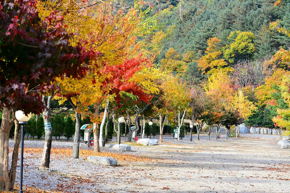 솔바람캠핑장