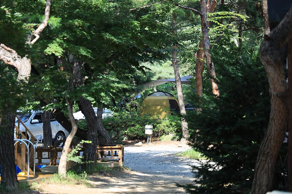 계곡과느티나무 캠핑장