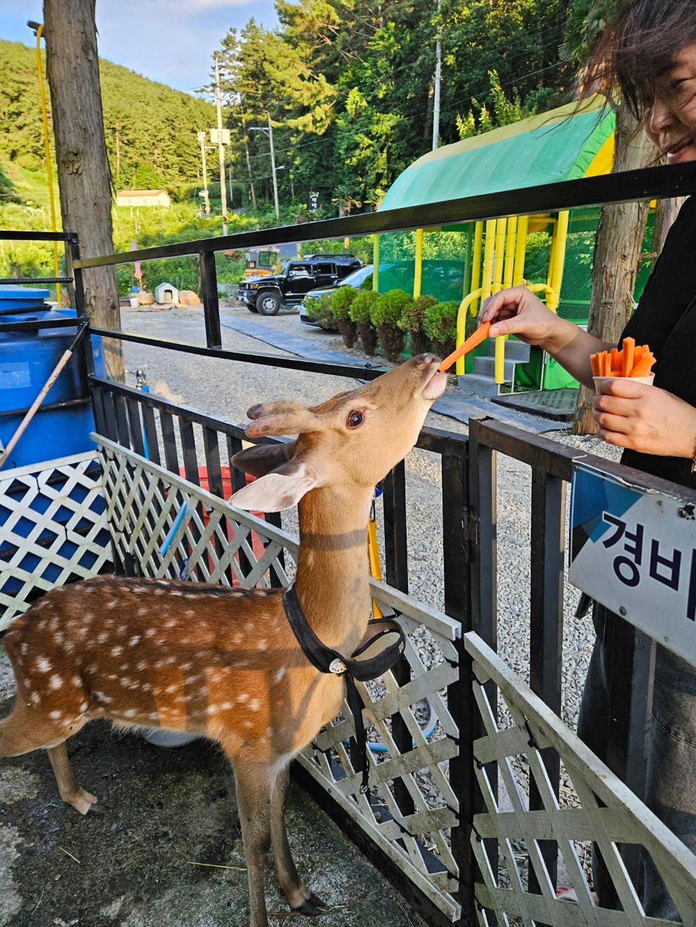 통영 편백숲길관광농원 캠핑장