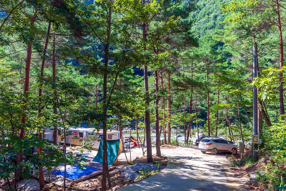 왕피천 숲속 캠핑장