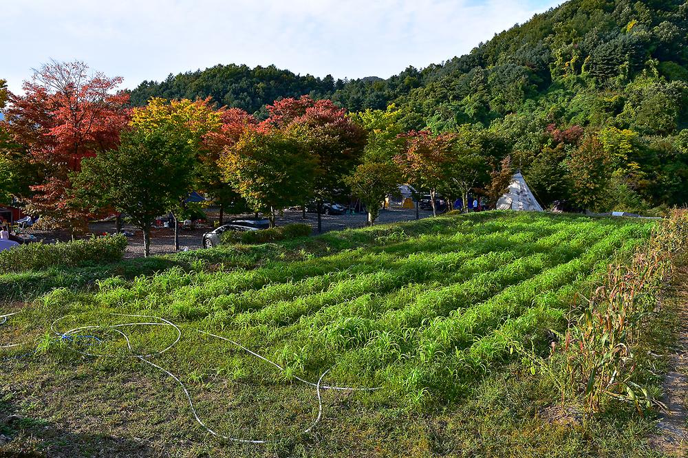 대회산캠핑장