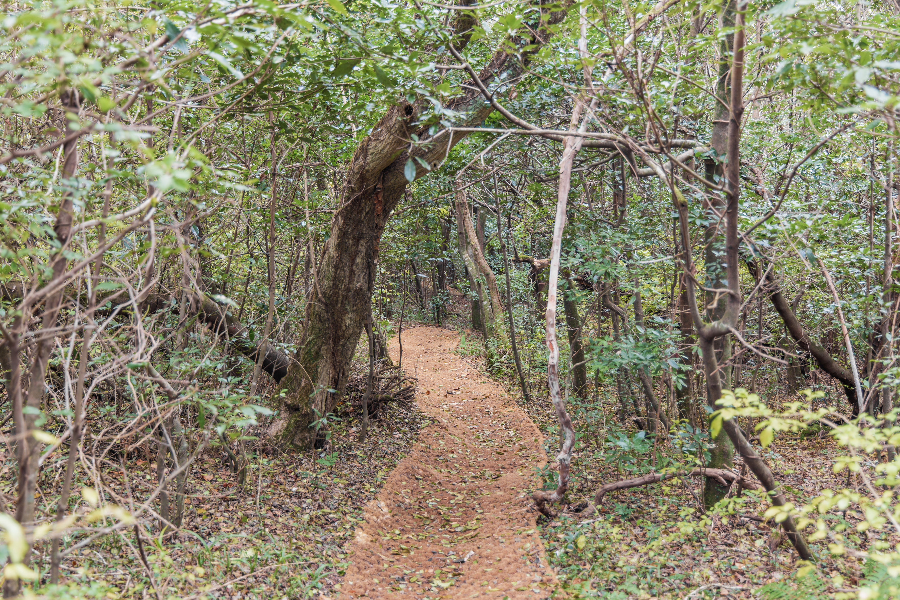 붉은오름 자연휴양림 숲속 야영장 20번째 이미지
