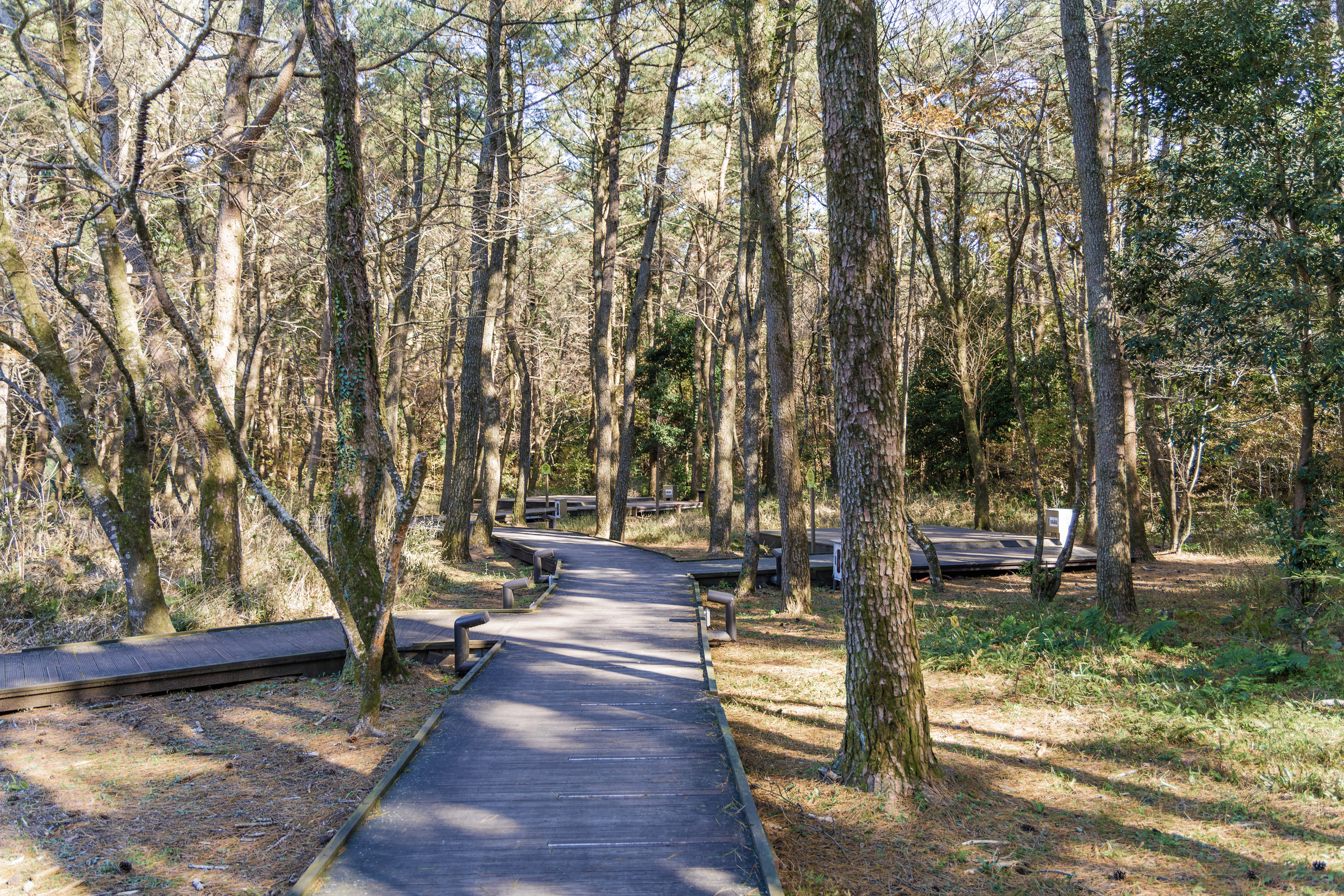 붉은오름 자연휴양림 숲속 야영장 31번째 이미지