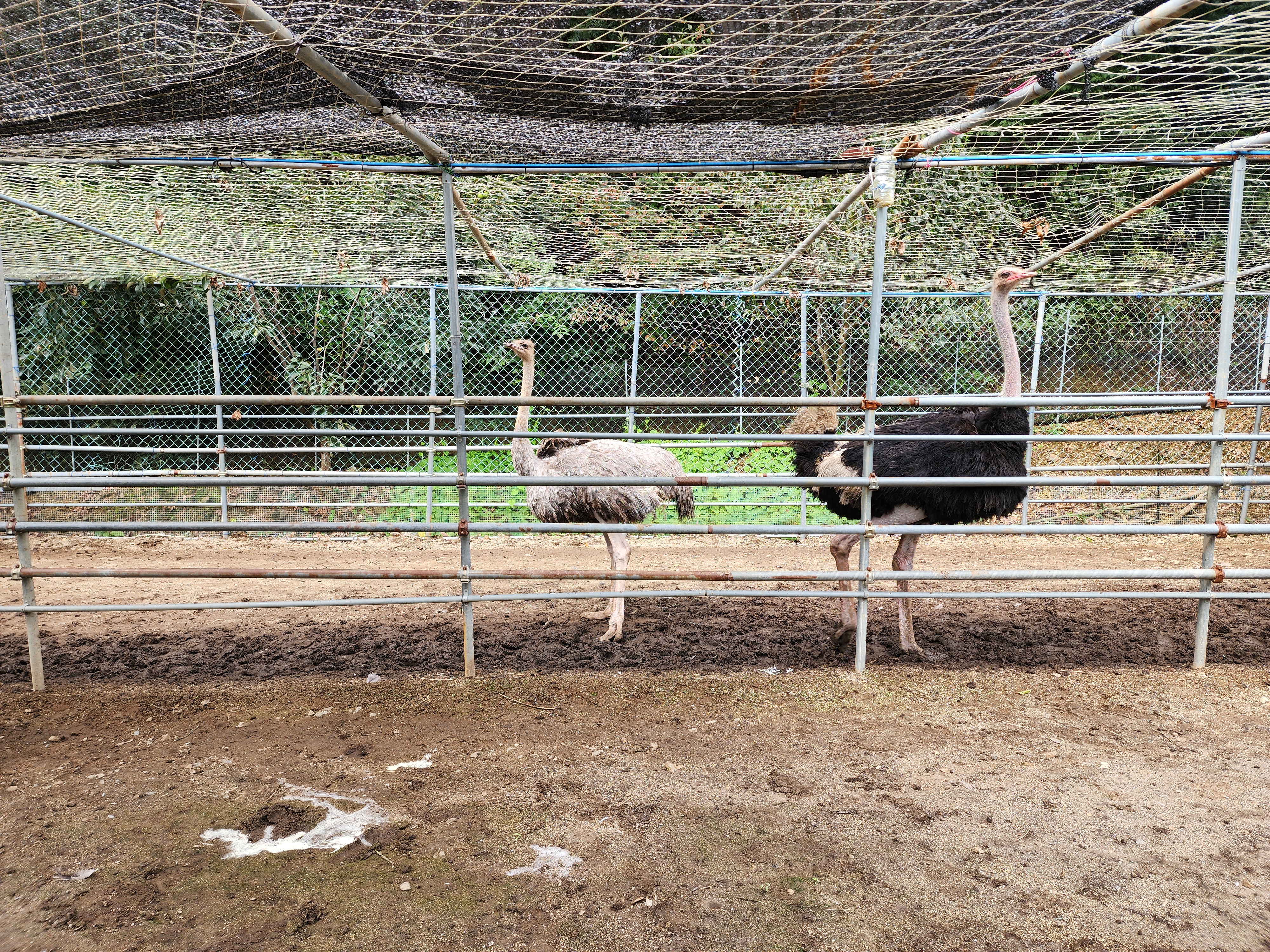 럭셔리 안성(M) 글램핑장 9번째 이미지