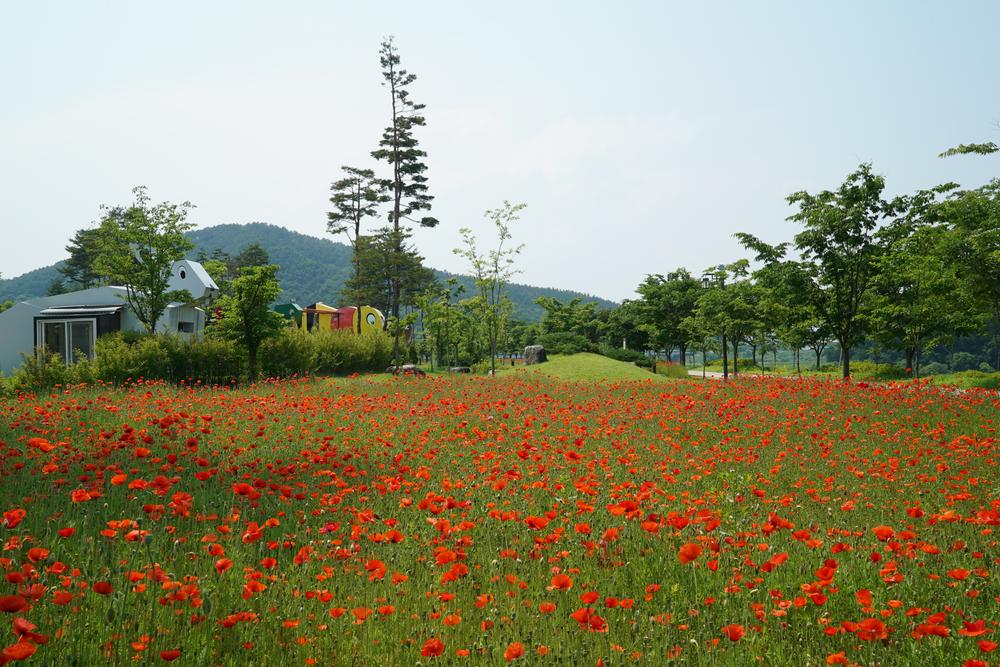 삼강나루캠핑장