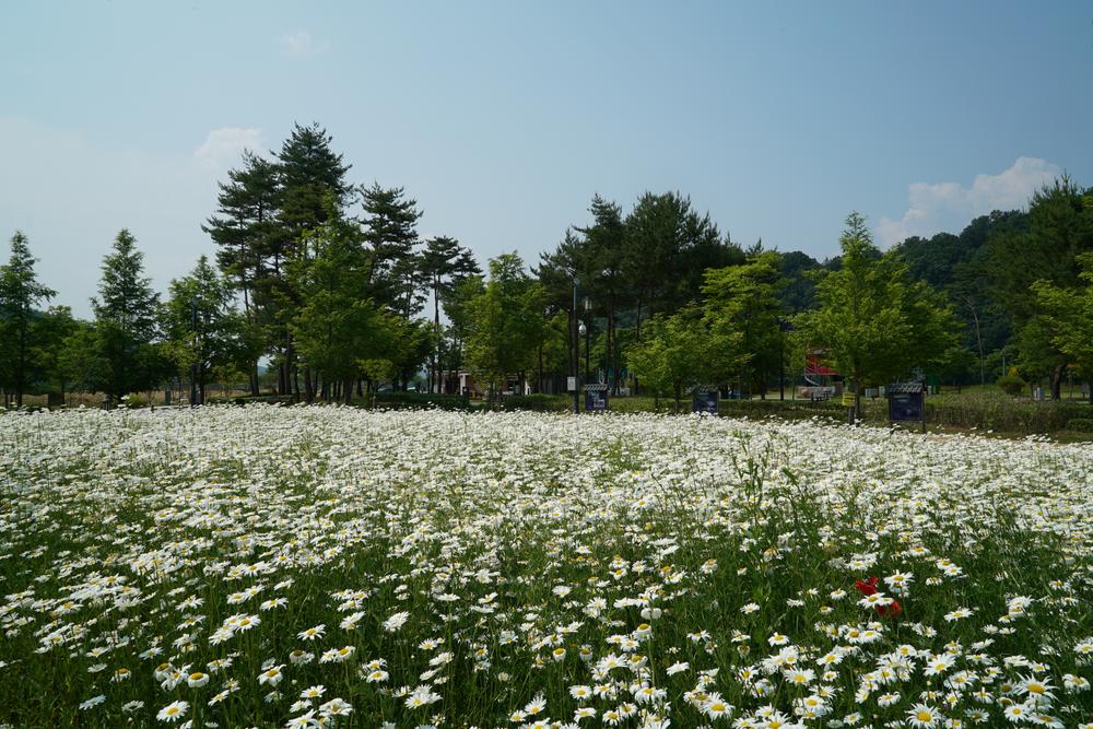 삼강나루캠핑장