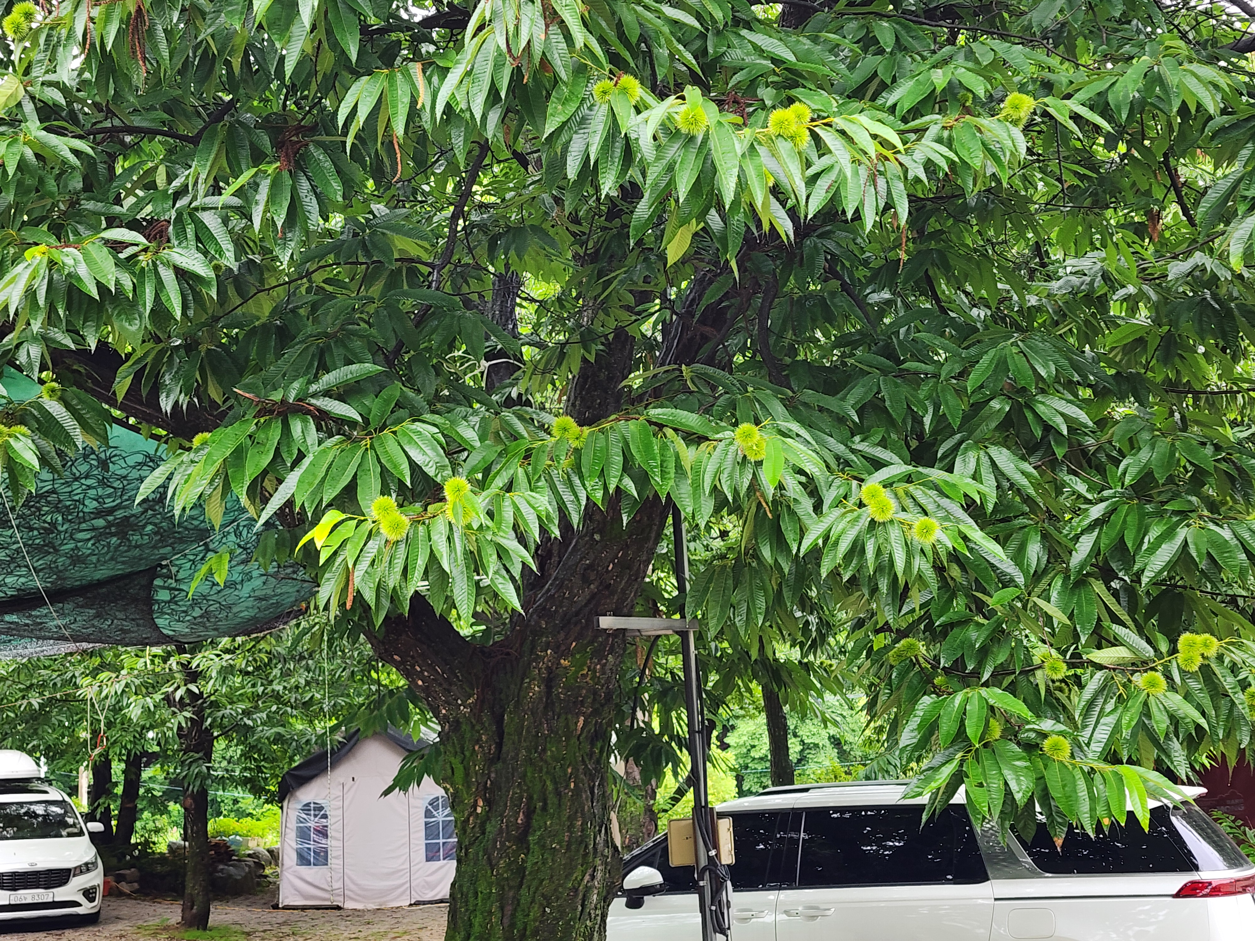 약사밤나무집 캠핑장 14번째 이미지