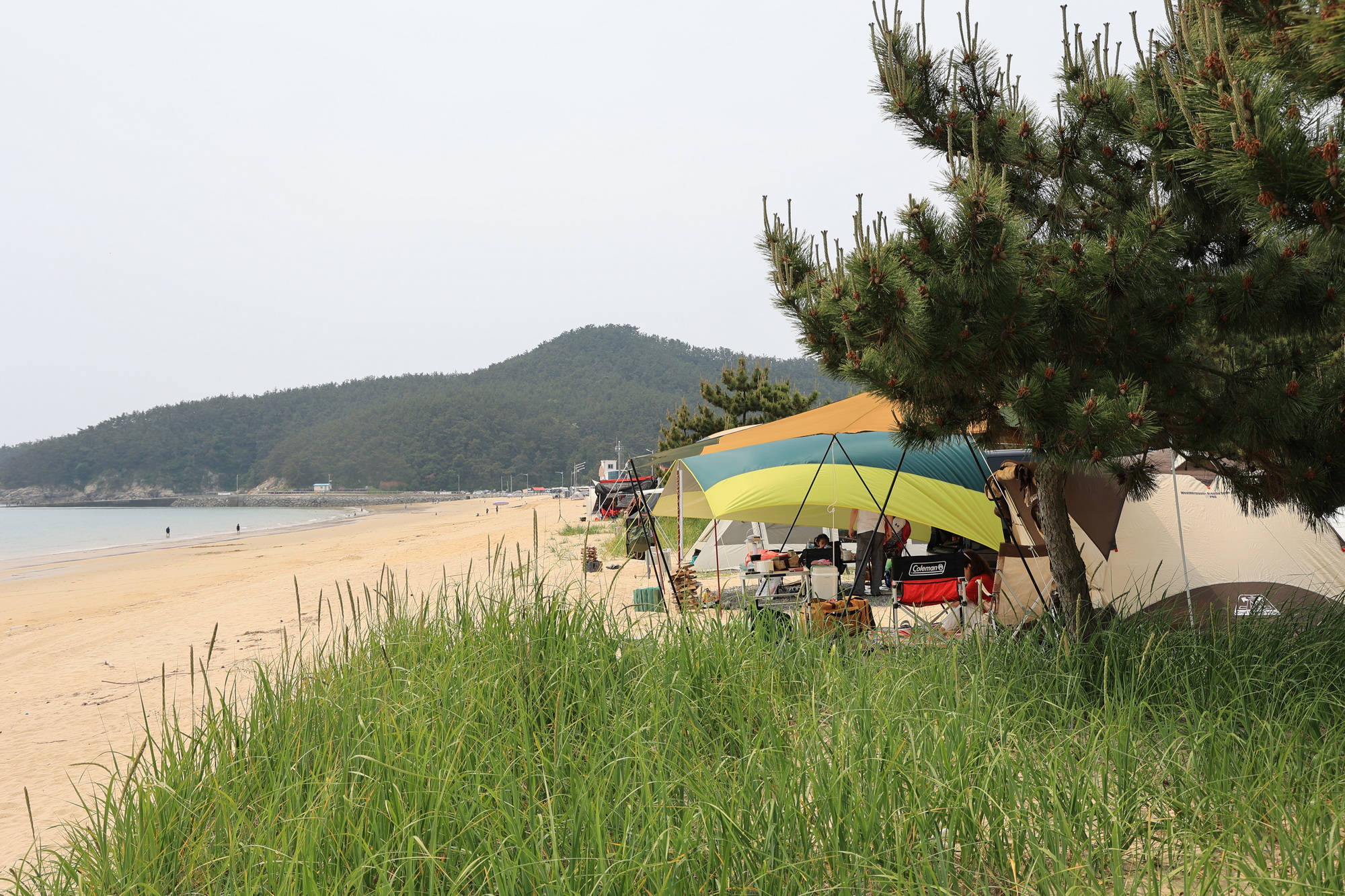 보령 해씨유 2