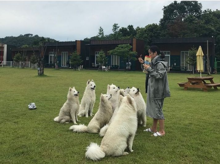 랩도그빌애견캠핑장 19번째 이미지